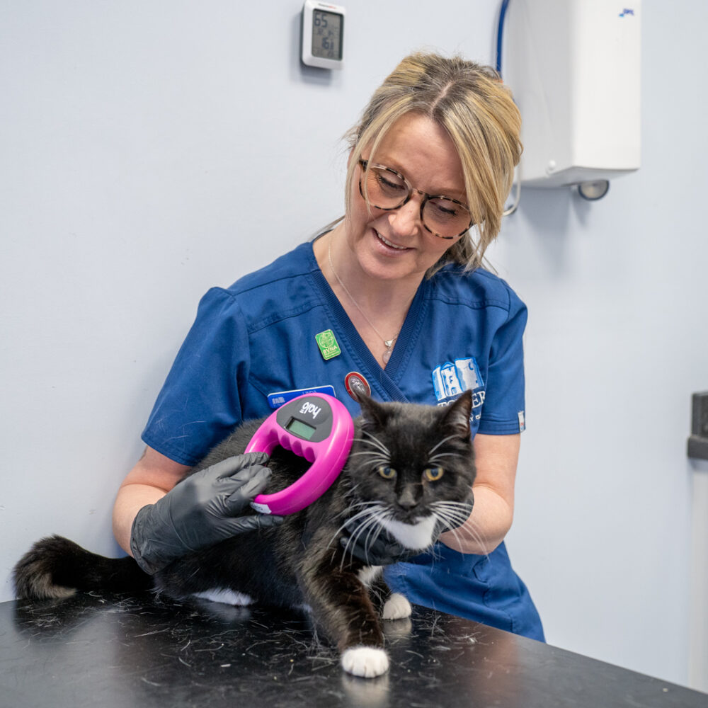 cat being checked for microchip by vet nurse