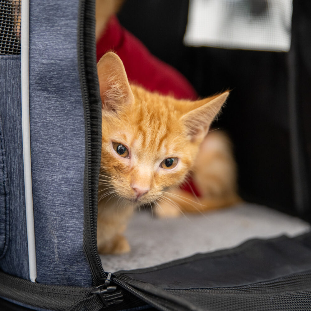 cat in its crate ready to travel