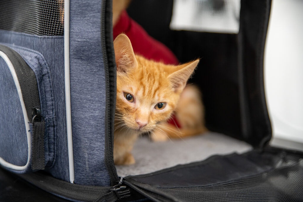 cat in its crate ready to travel