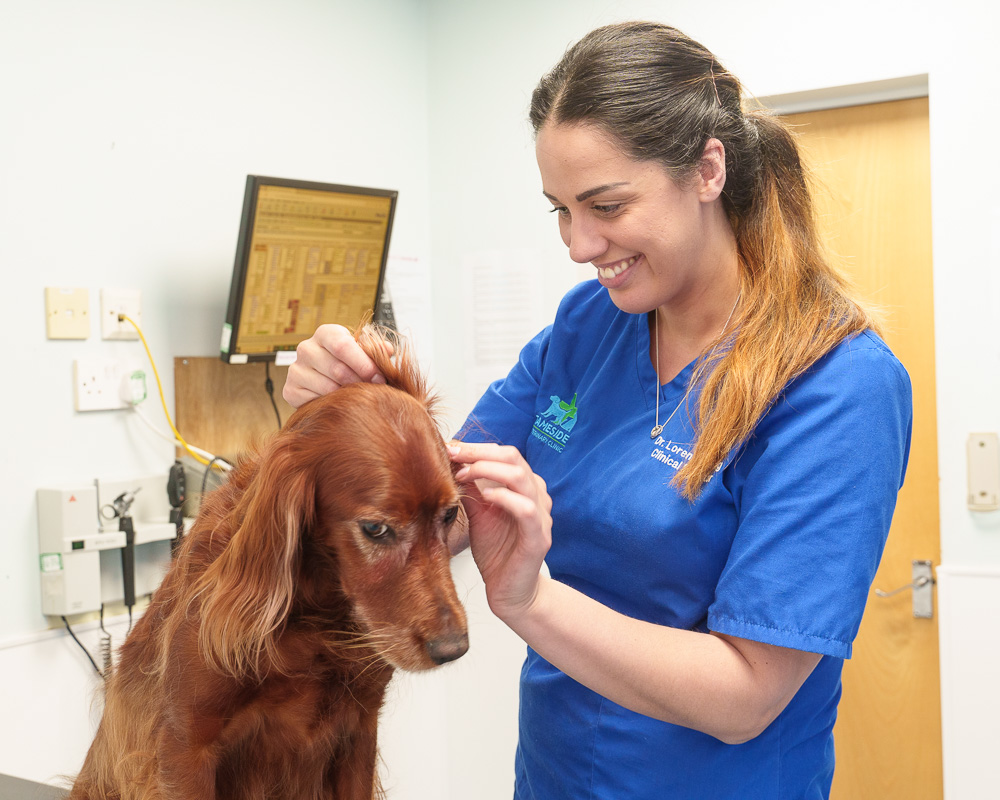 dog sat on examination table having ears checked by veterinary nurse