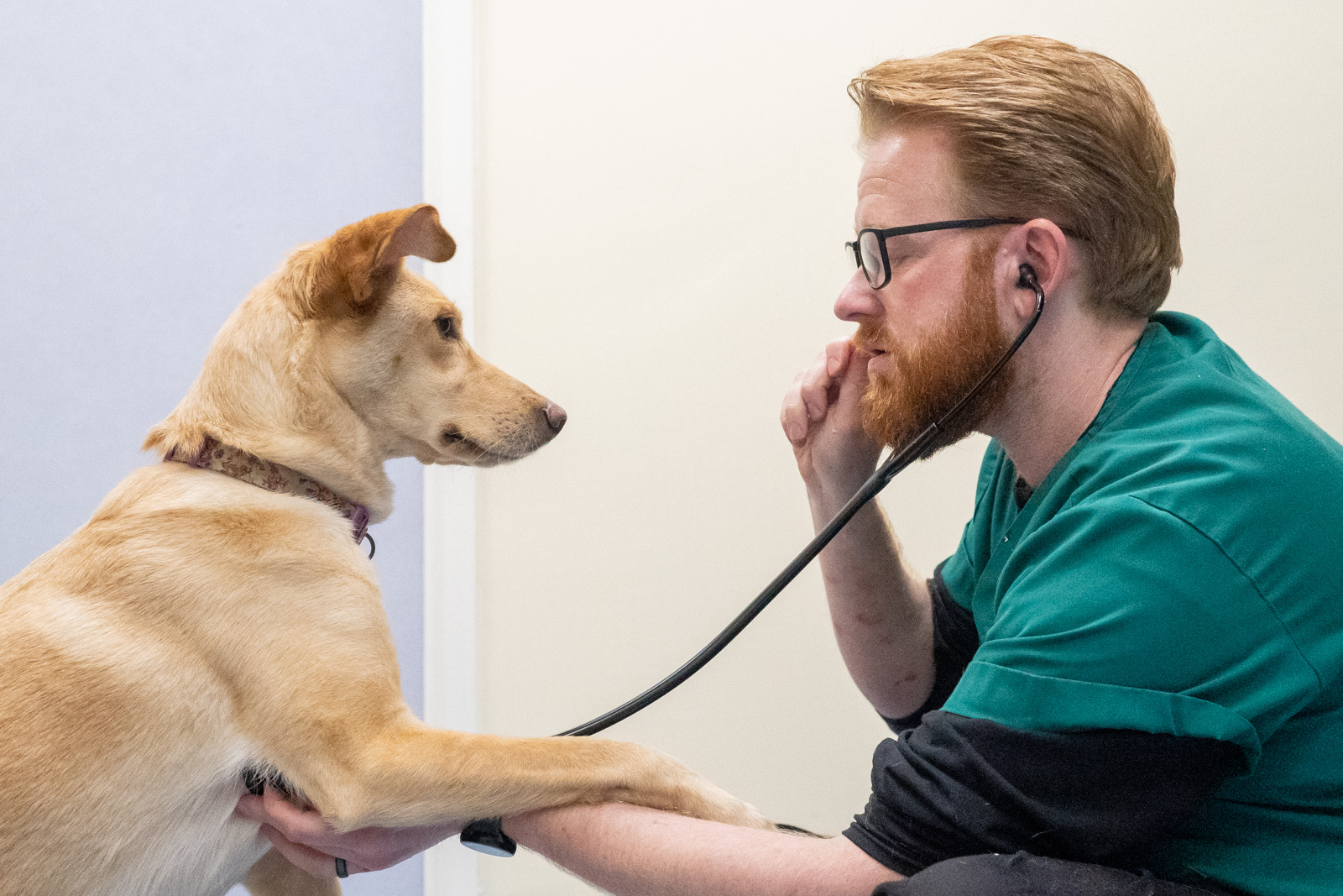 vet listening to a dogs heart beat with a stethoscope