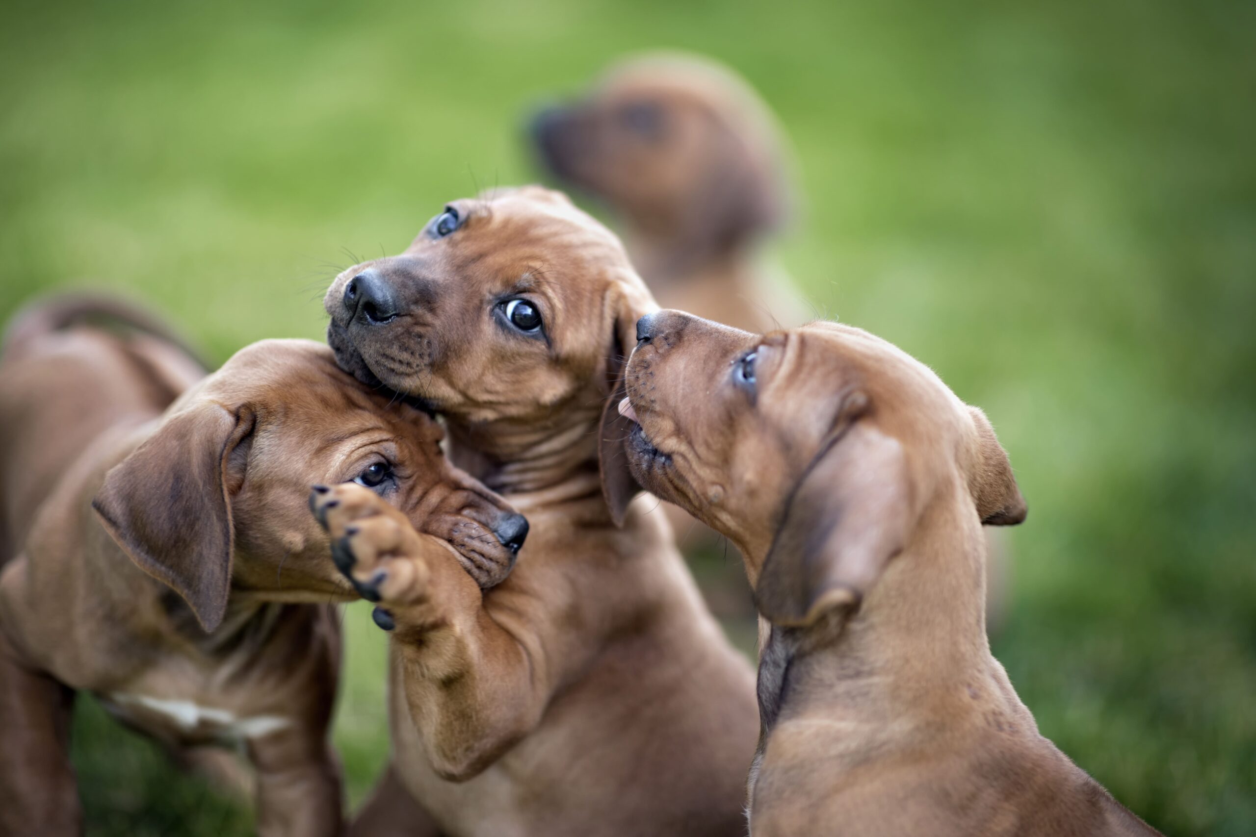 small brown puppy dogs socialising together