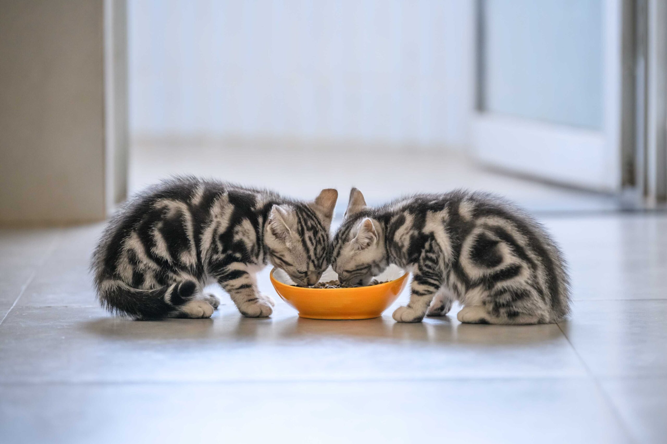 two cats sharing a meal bowl