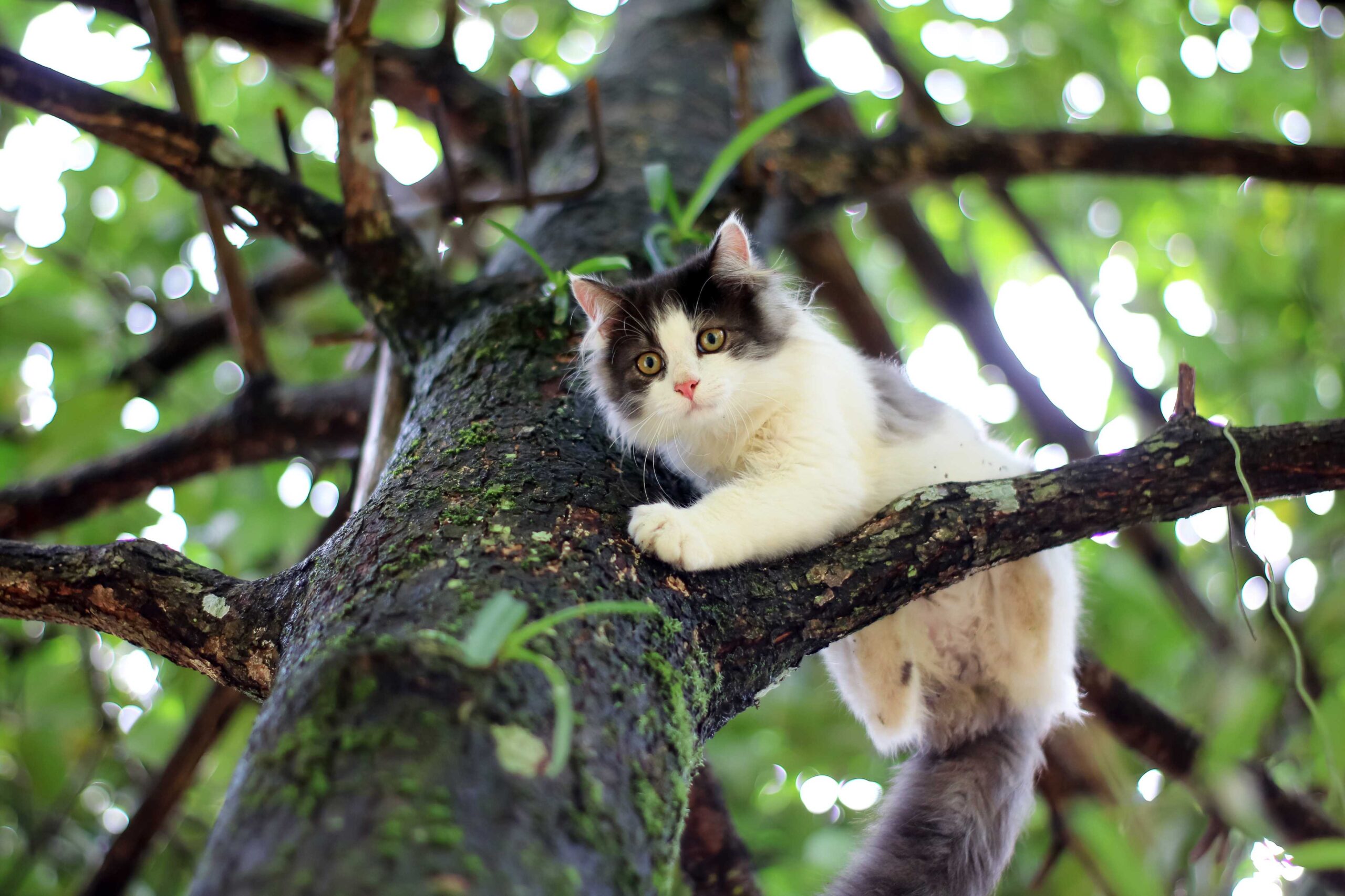 cat trapped up a tree