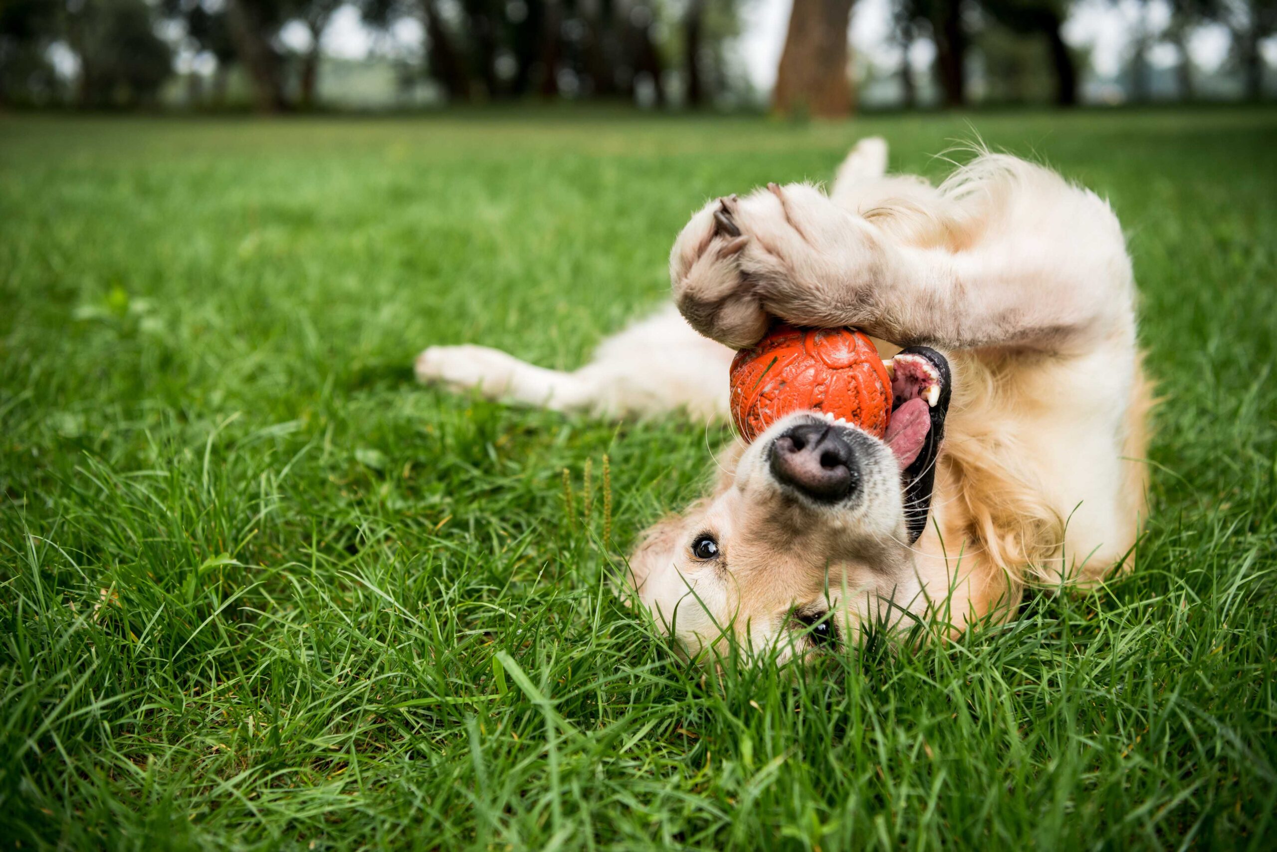 dog joyfully playing with a bright orange ball