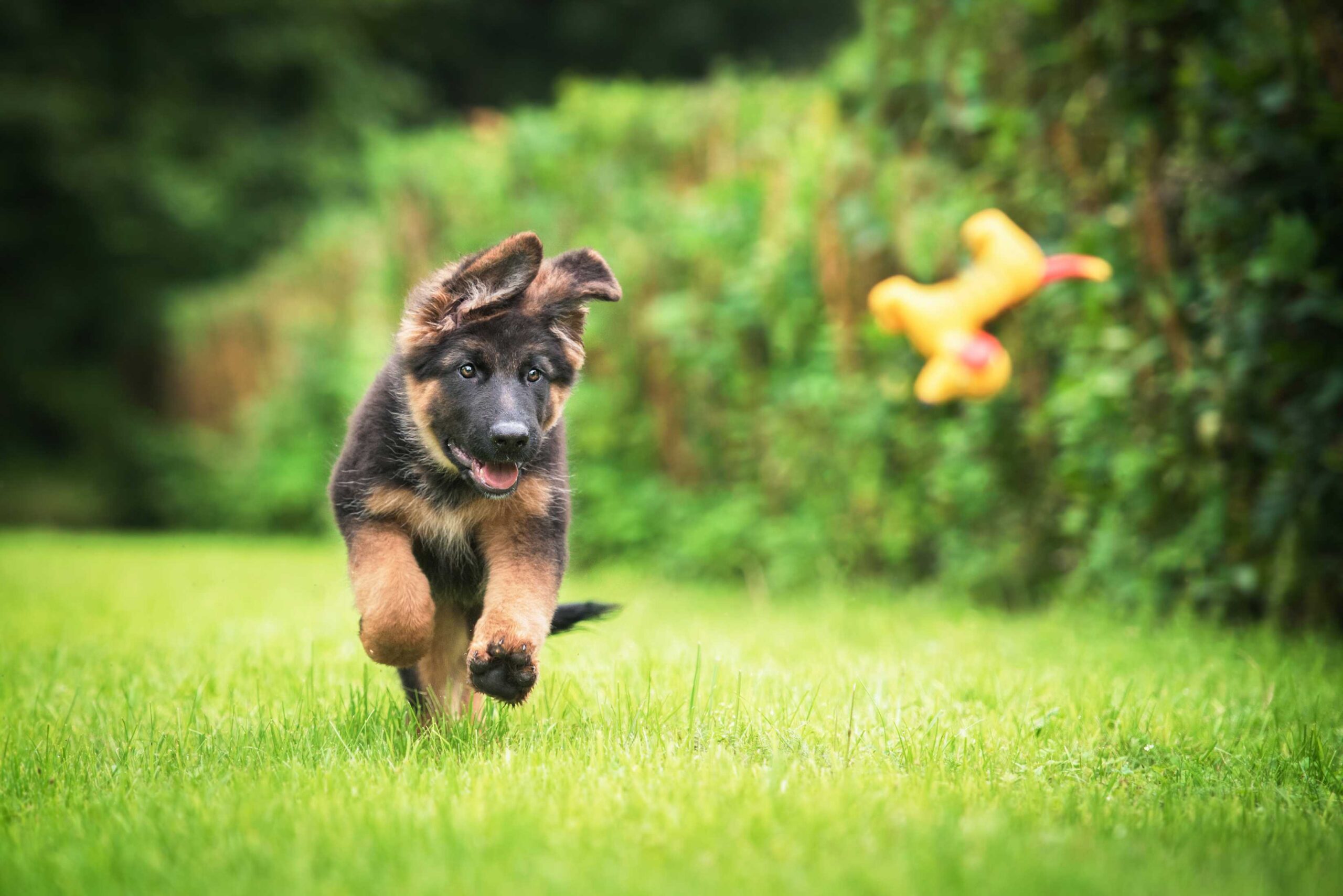 puppy dog chasing after plush toy