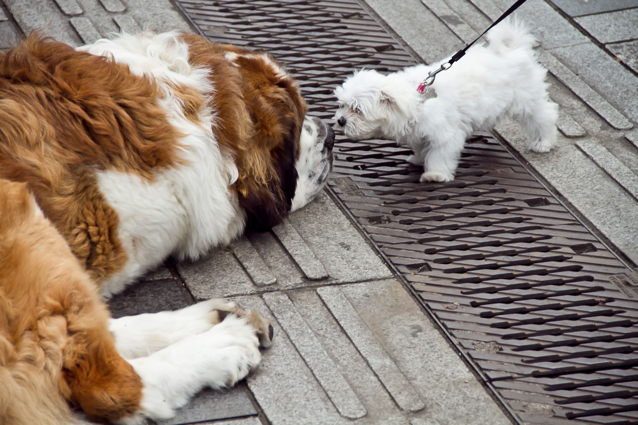 two dogs sniffing each other. one little and energetic and one large and lethargic 