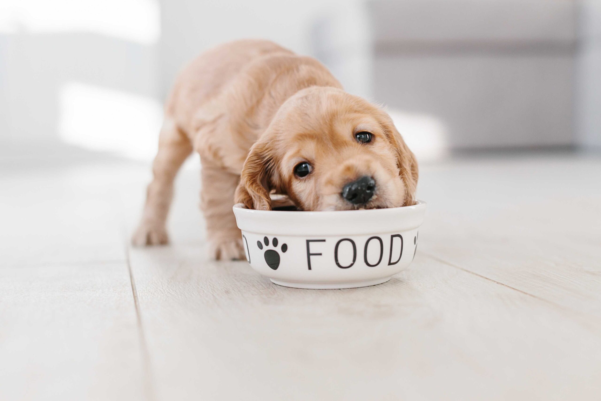 puppy dog eating good from a bowl