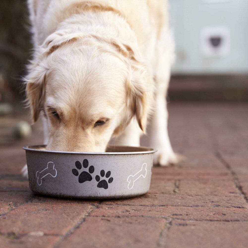 The Complete Dog Feeding Guide: Everything You Need to Know