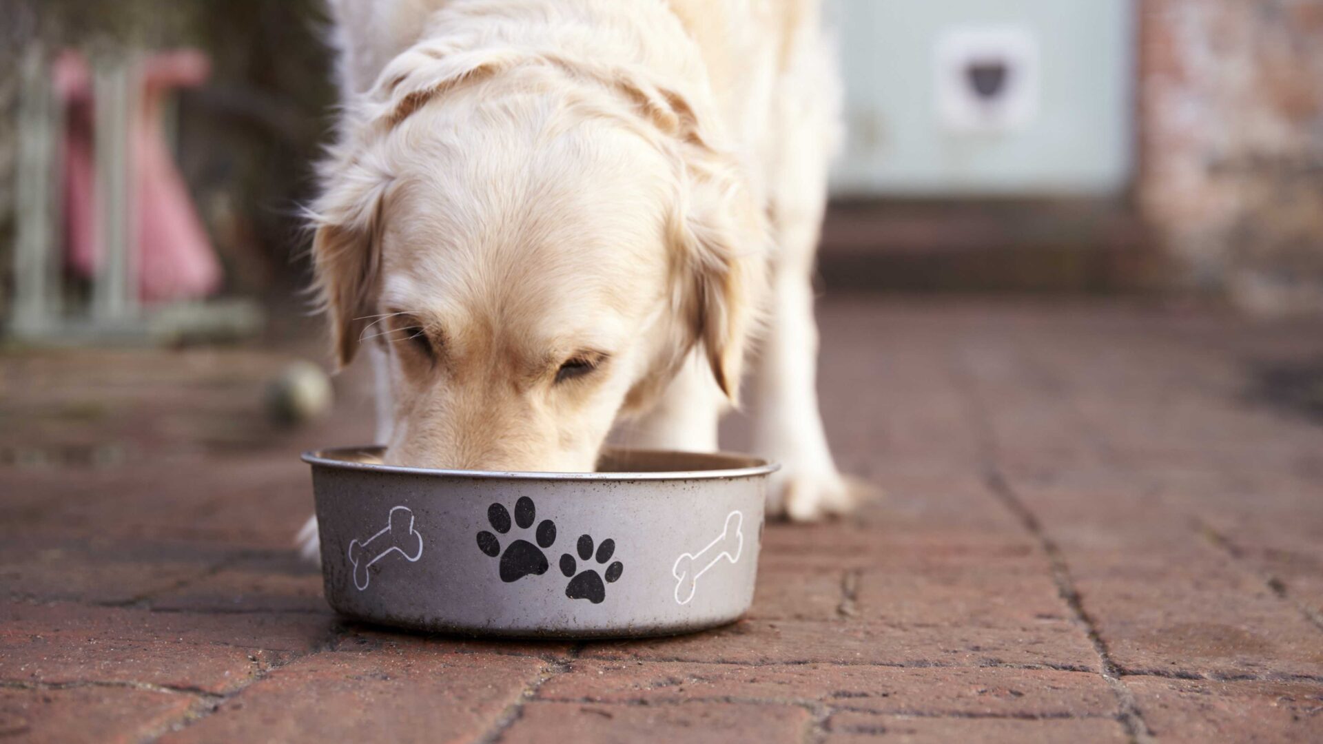 The Complete Dog Feeding Guide: Everything You Need to Know