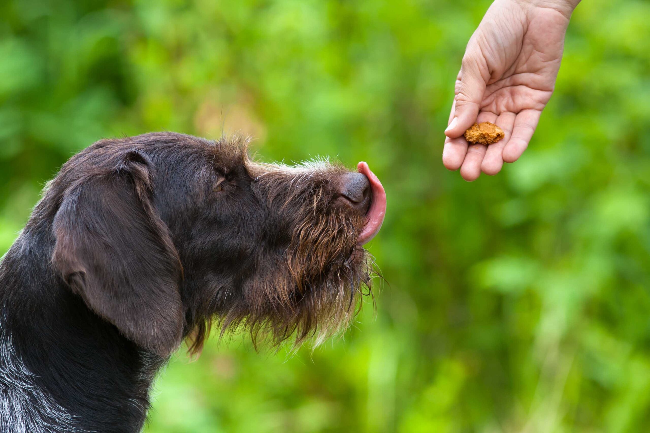 dog being rewarded with a treat for good behaviour