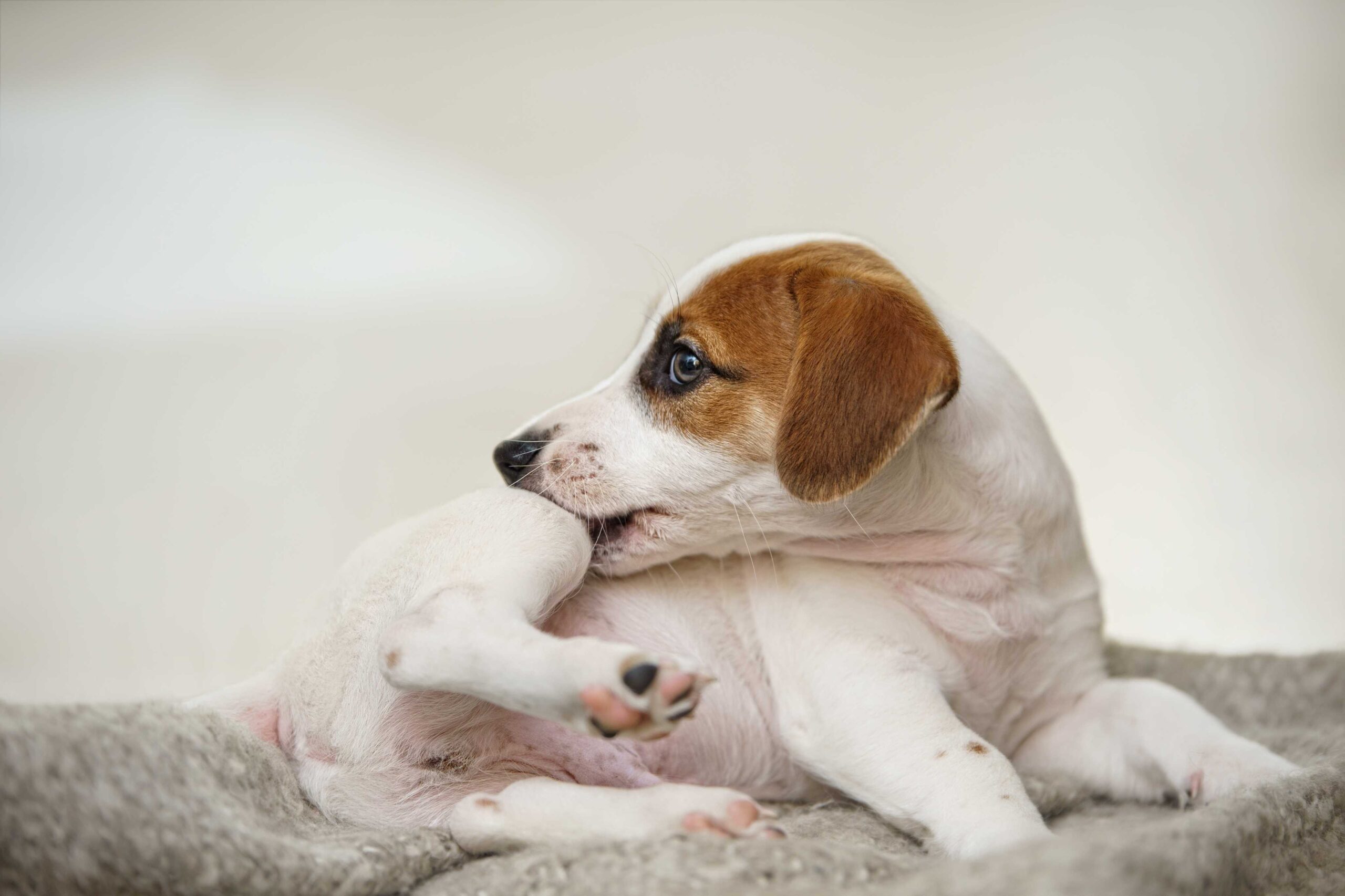 dog biting their hind legs in frustration as it getting irritated by parasites