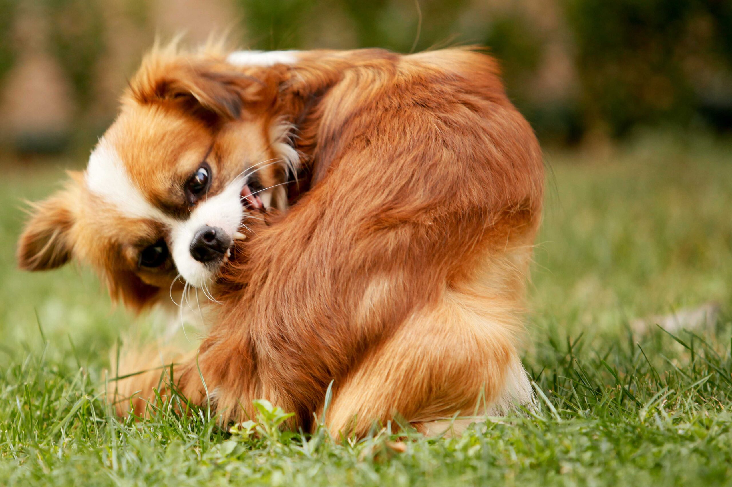 dog showing signs of distress from having fleas