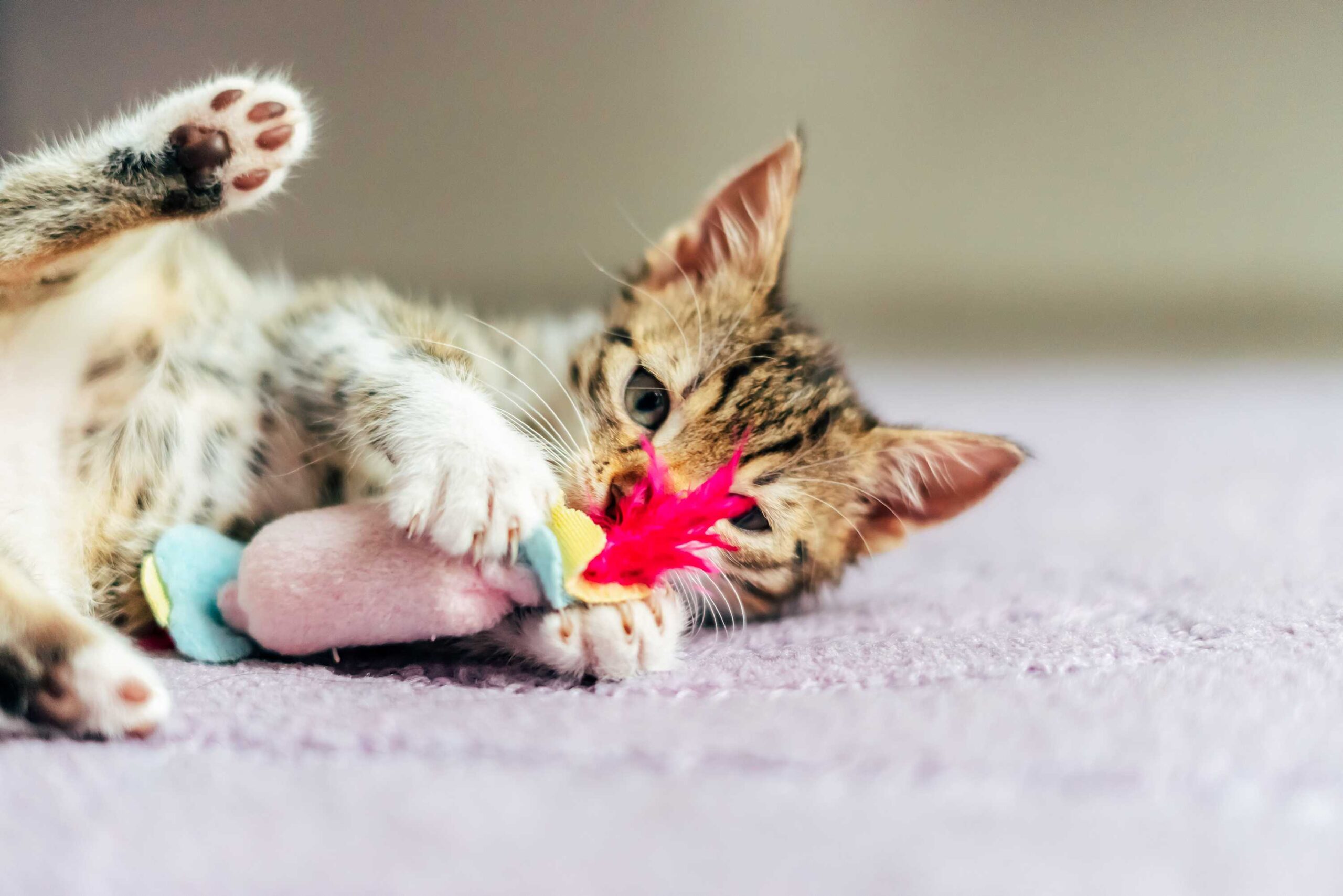 joyful cat playing with a toy