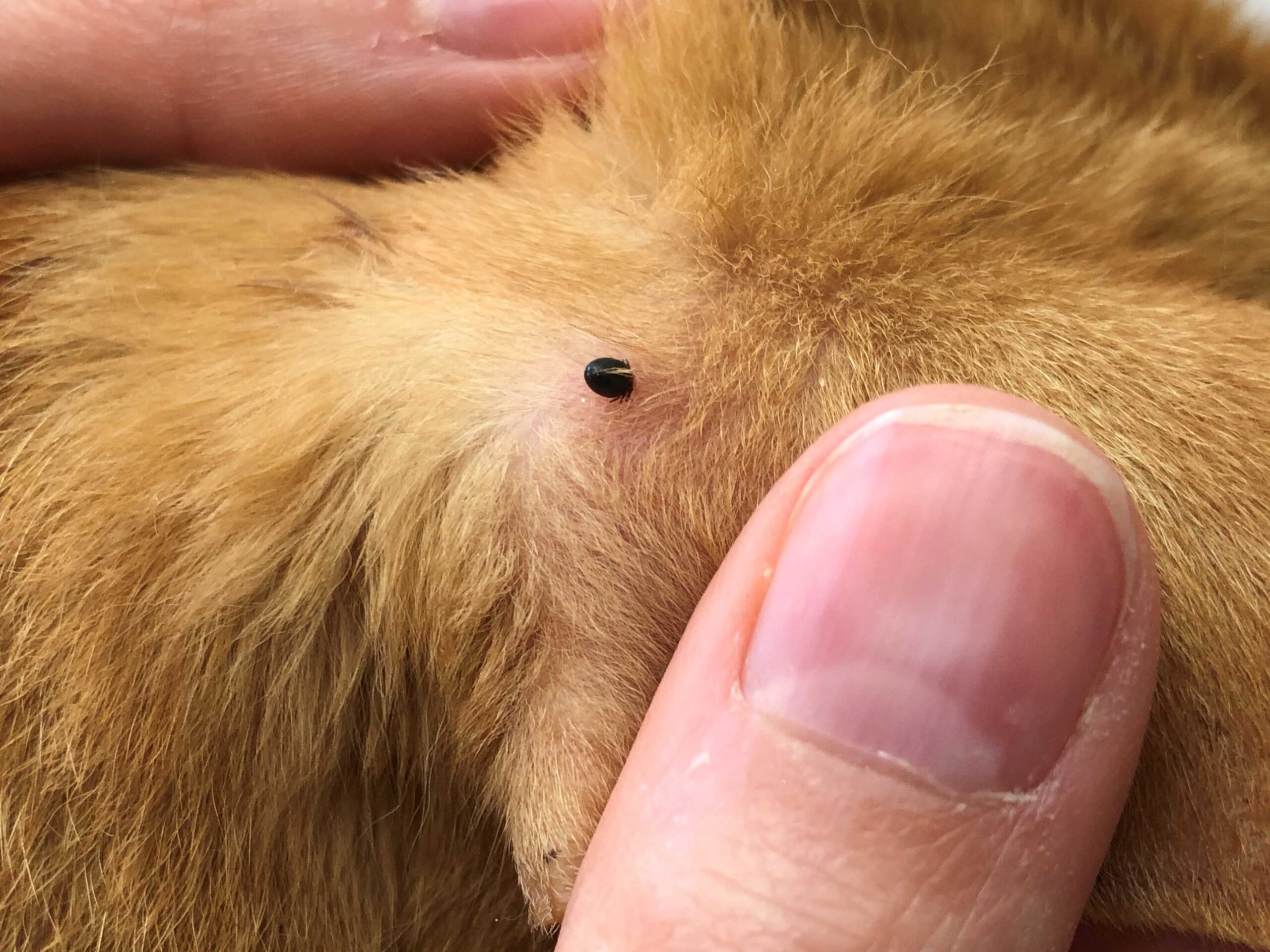 a tick attached to the skin of a dog