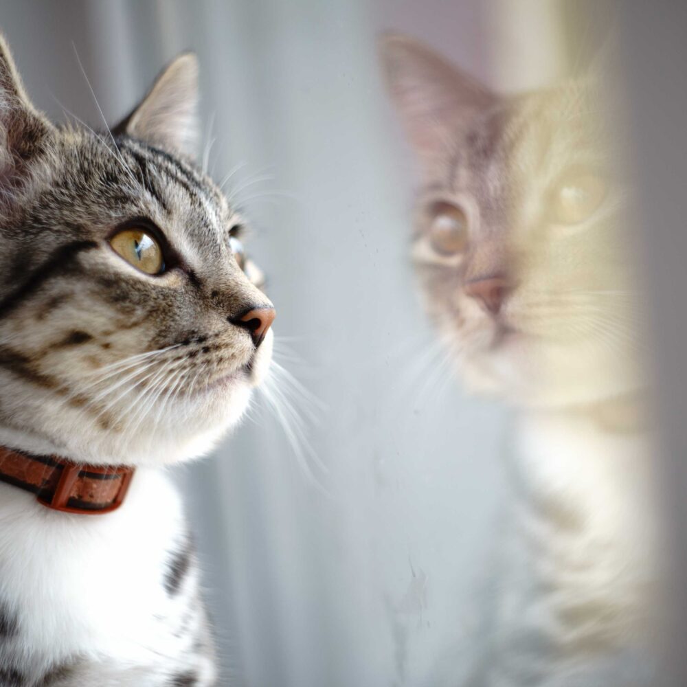 10 Things to Know Before Getting a Cat or Kitten