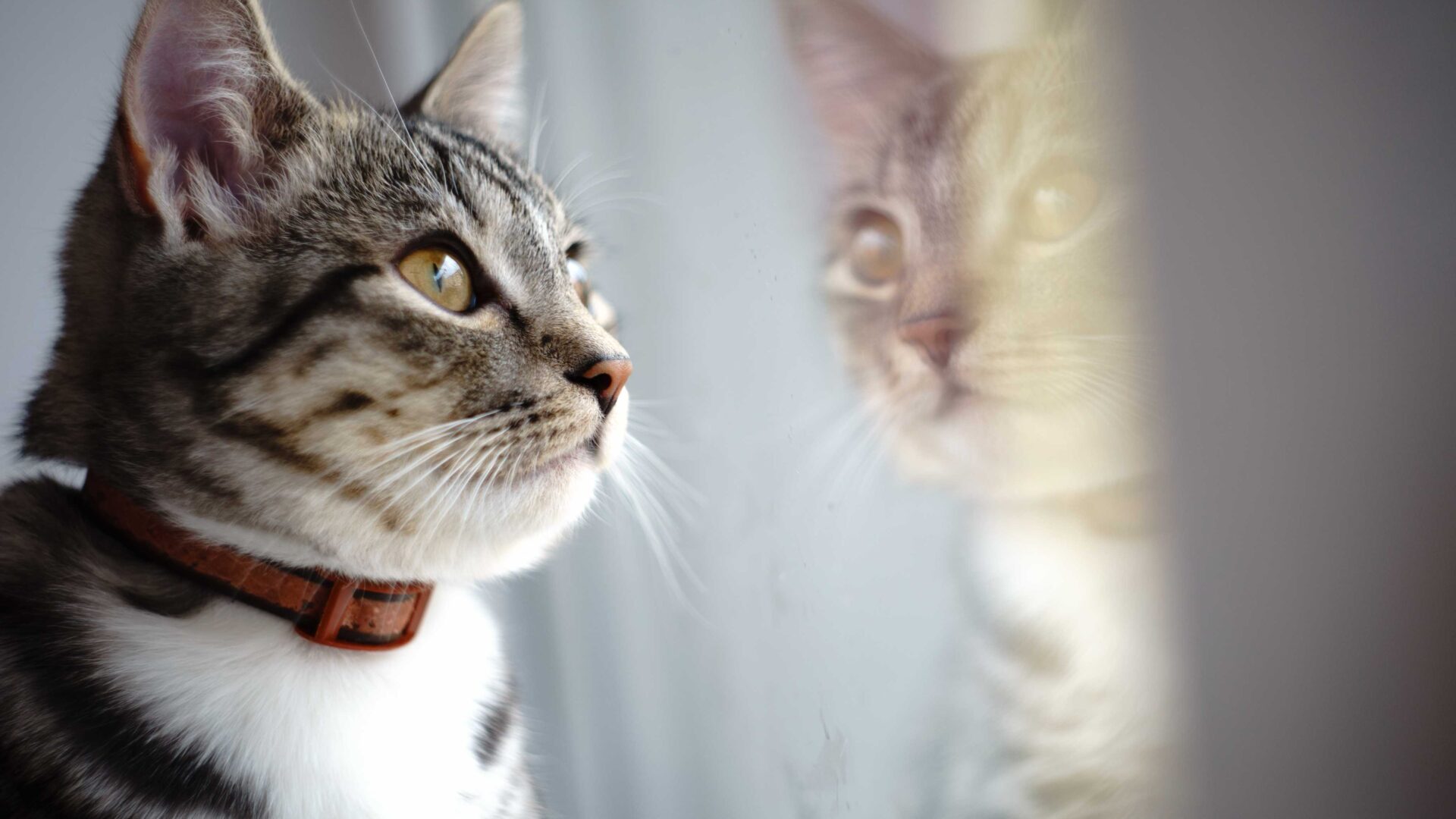 10 Things to Know Before Getting a Cat or Kitten