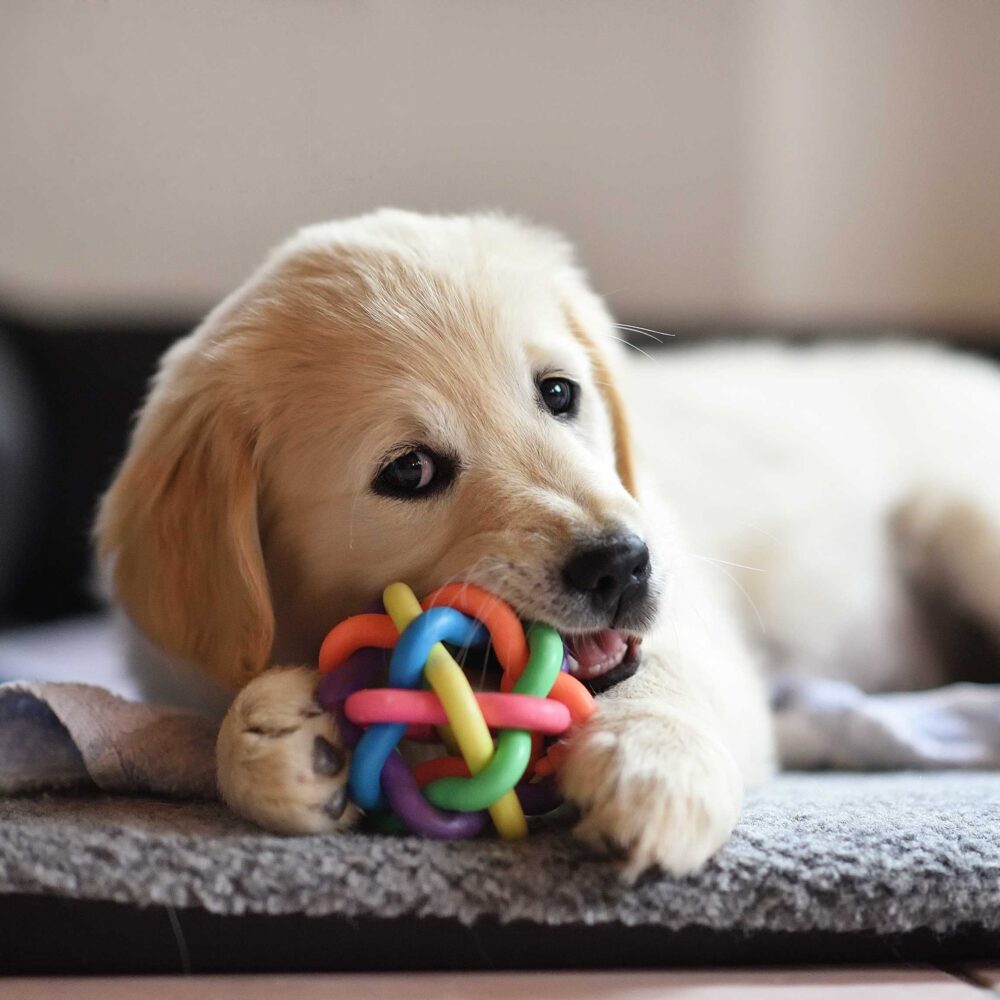 What Things Do You Need to Get for a New Puppy?