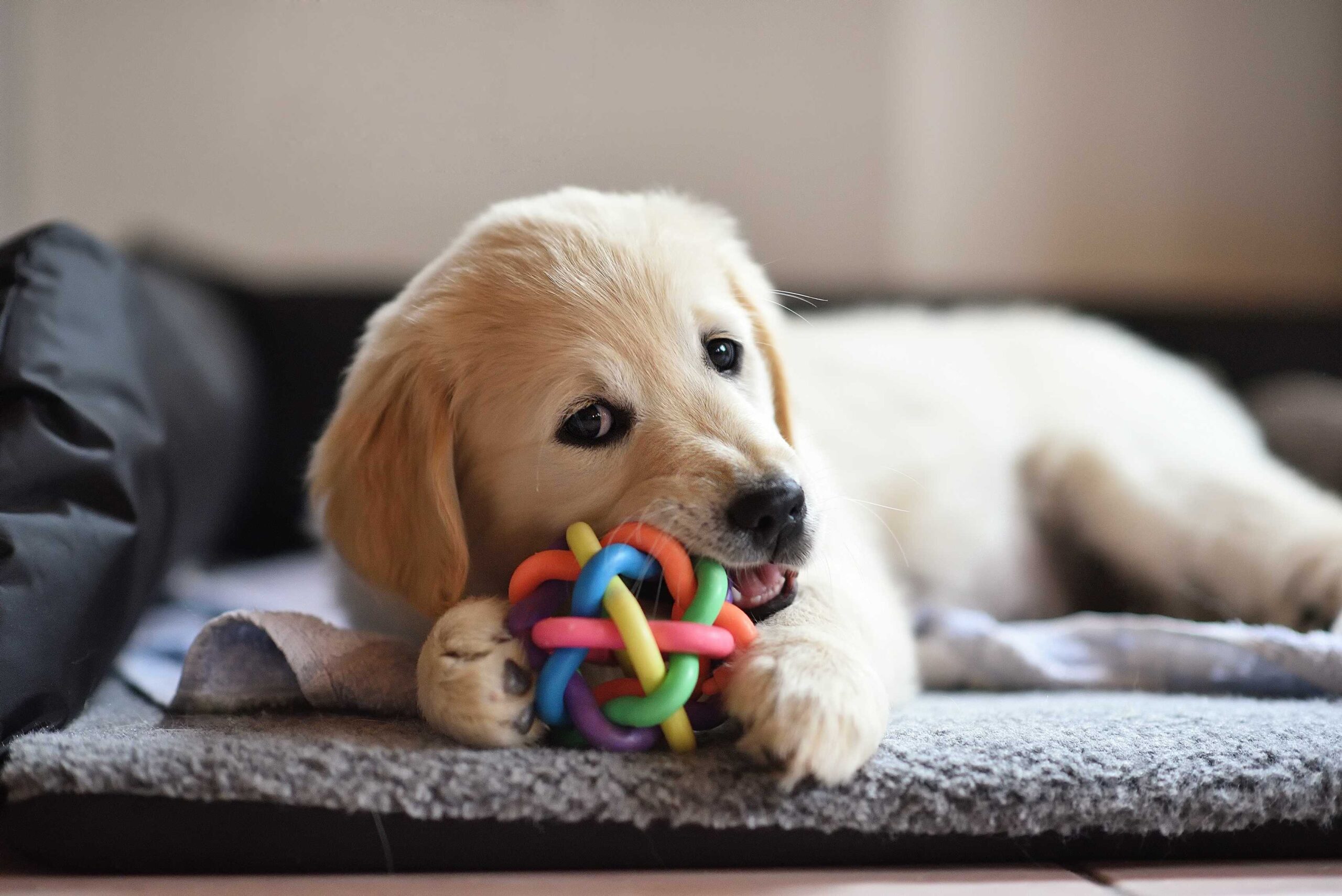 new puppy dog playing with their favourite toy