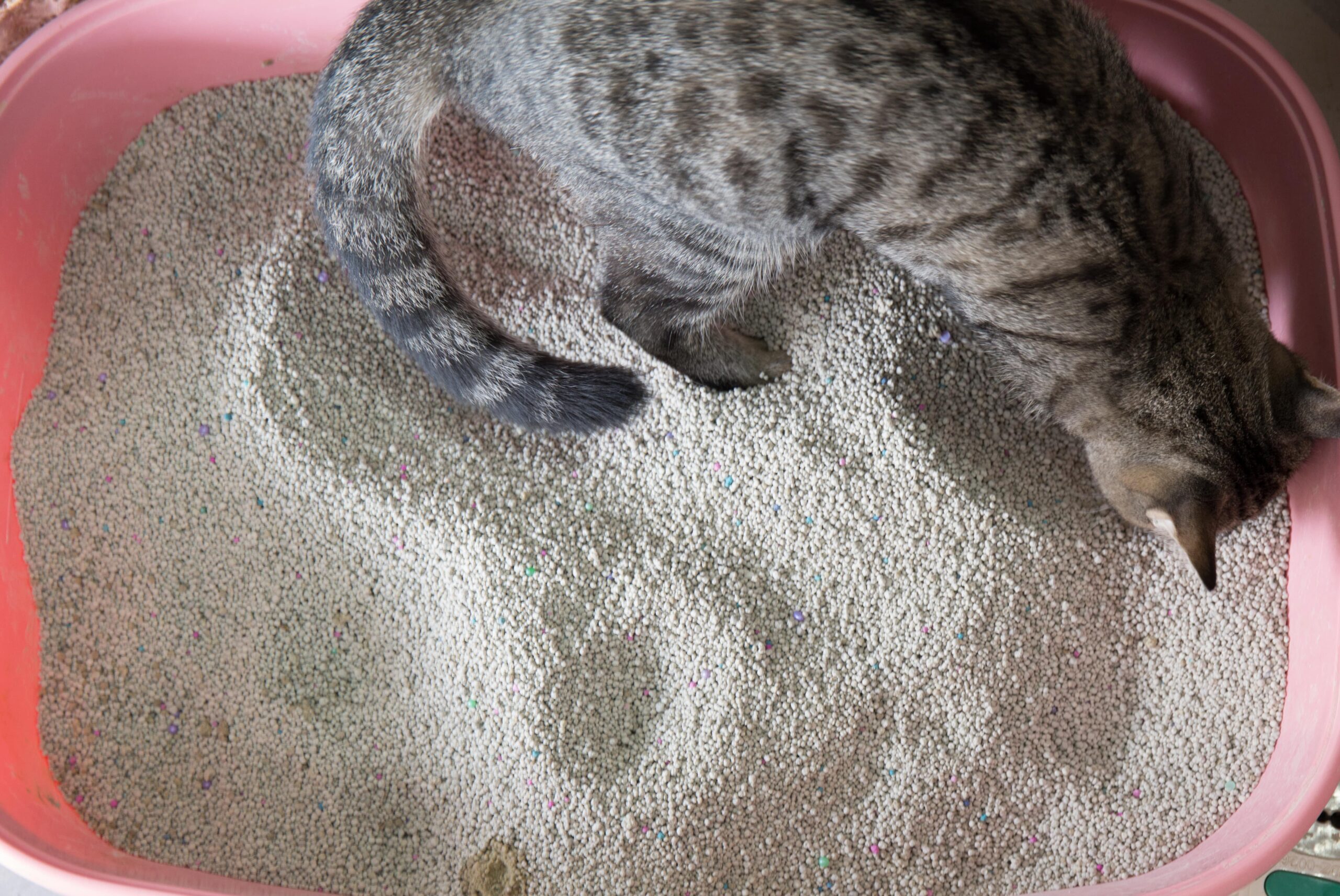 cat circling for space in a cat litter tray before going to the toilet