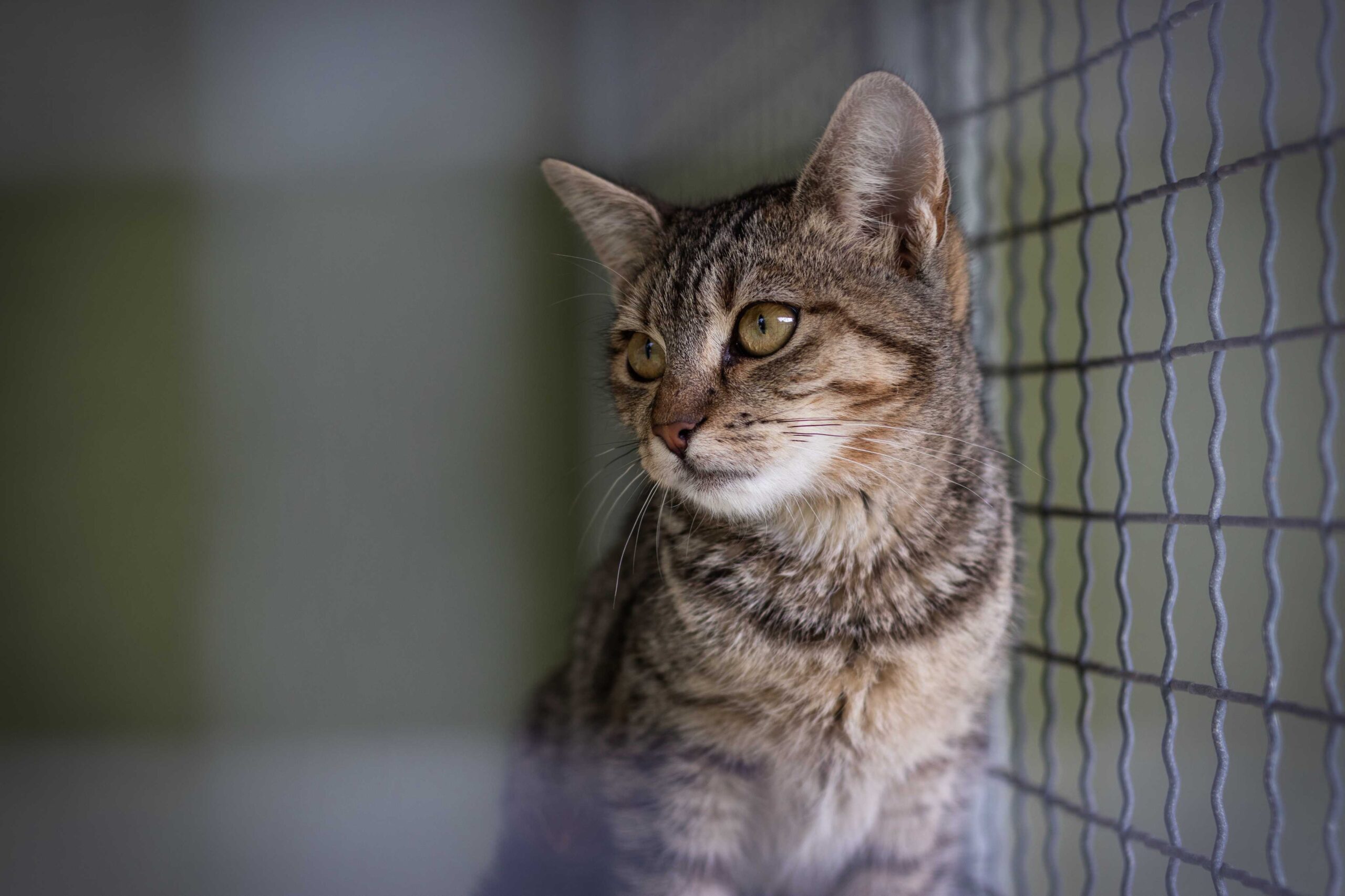 cat staying at a cattery