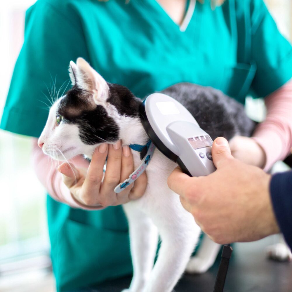 Everything you need to know about microchipping your cat or kitten