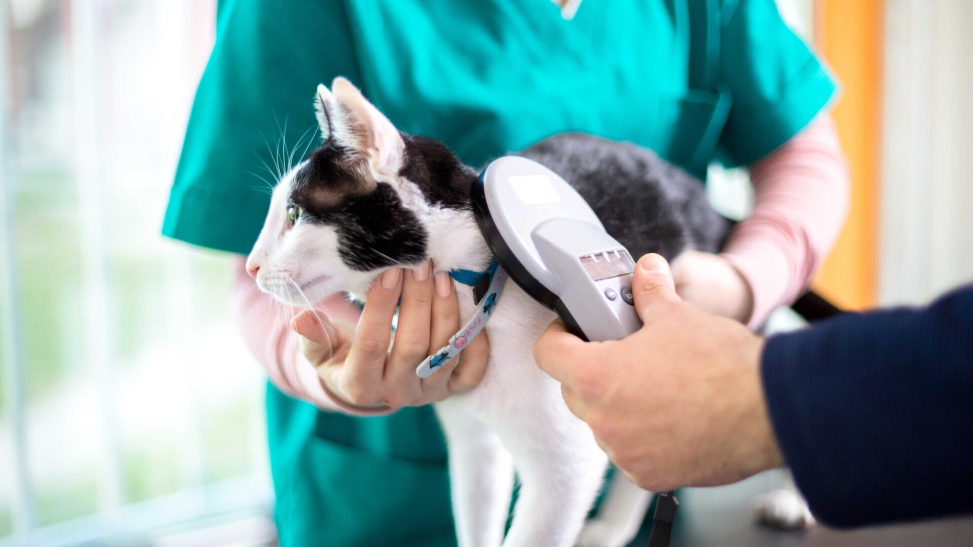 Everything you need to know about microchipping your cat or kitten