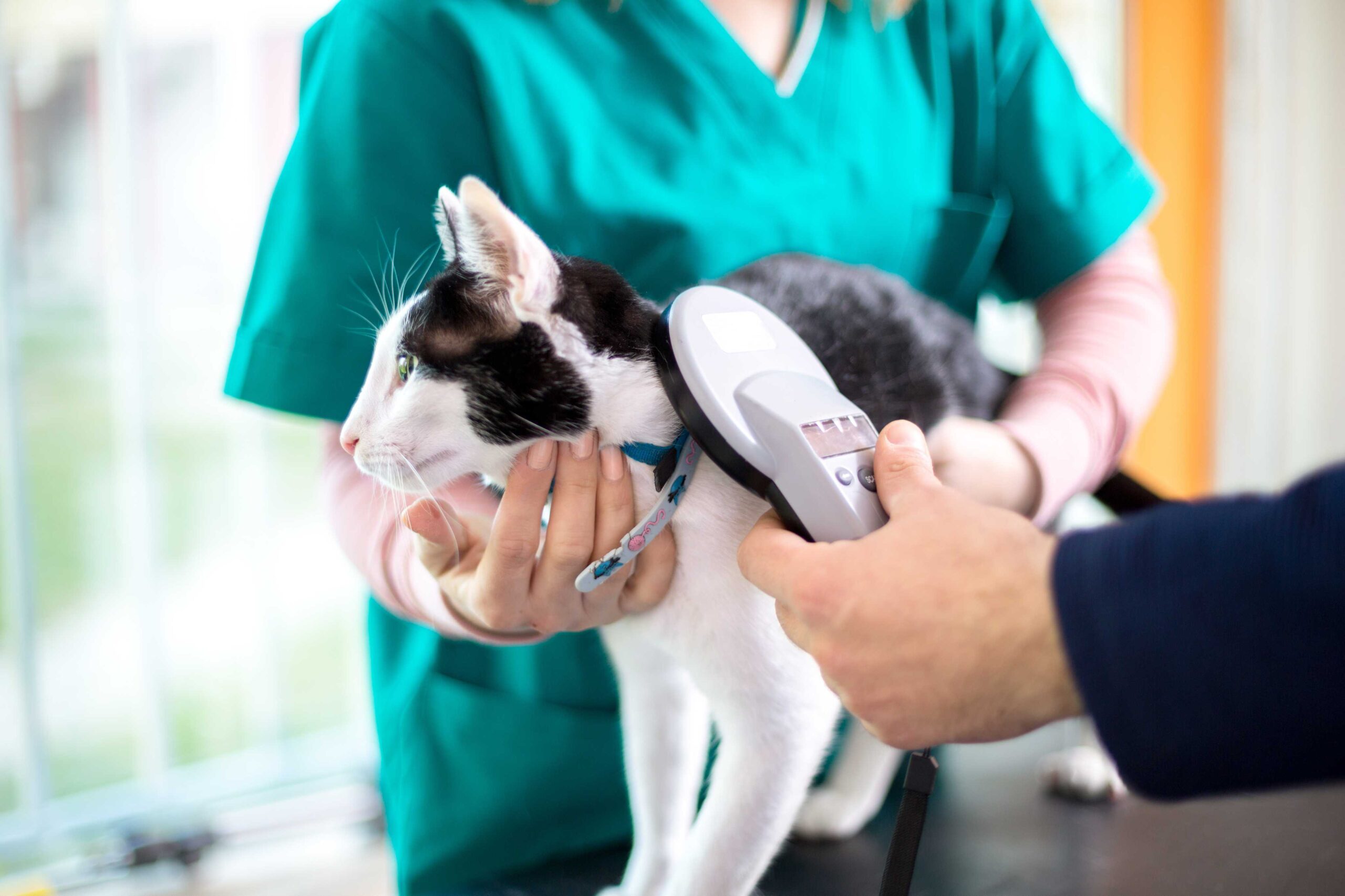 cat having microchip checked by the vet