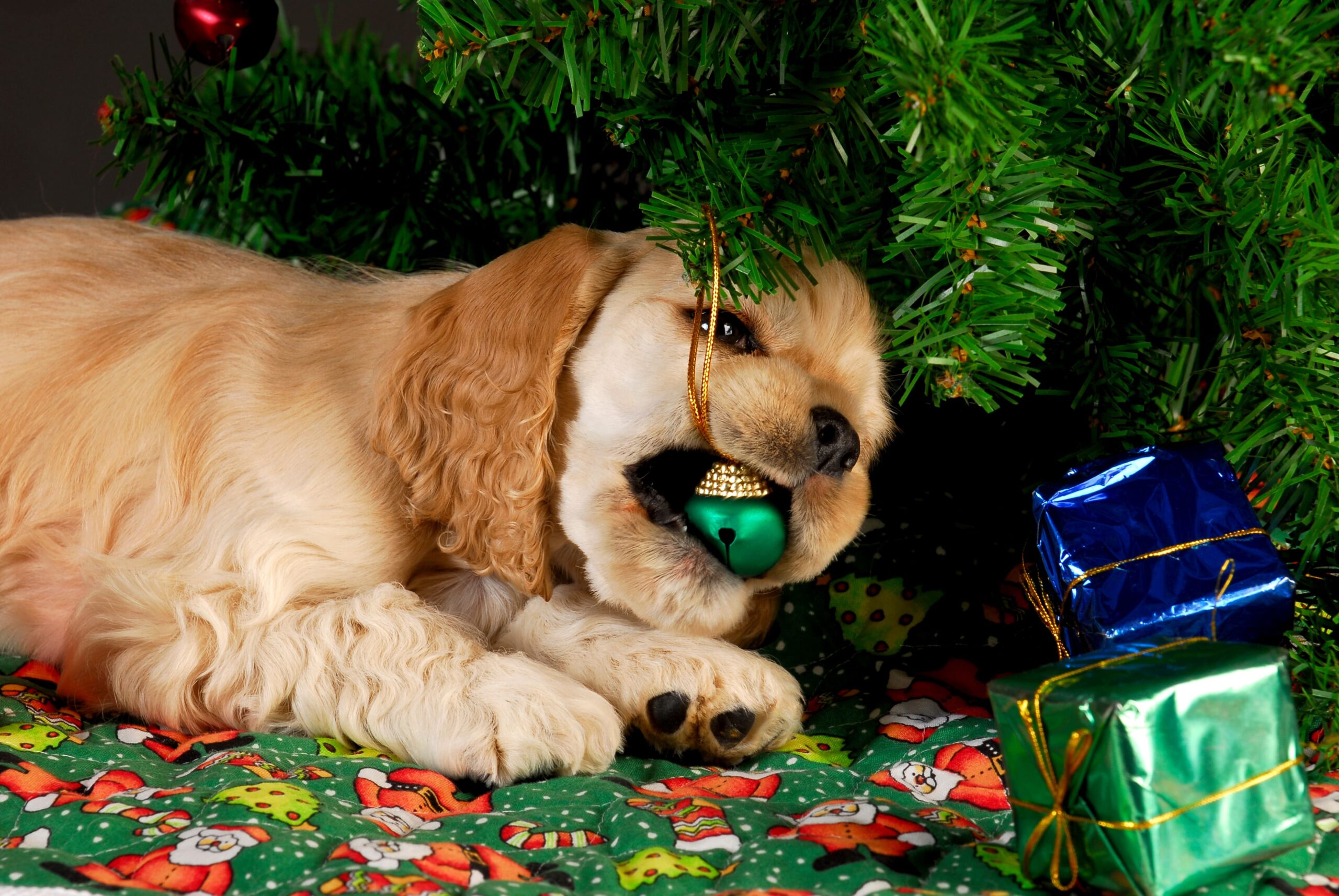 dog wrongly chewing on christmas decorations