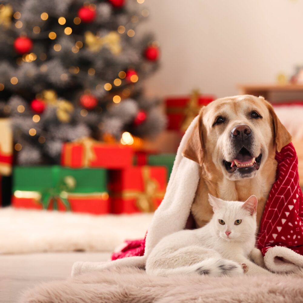 10 ways to Keep Your Cat or Dog Safe at Christmas