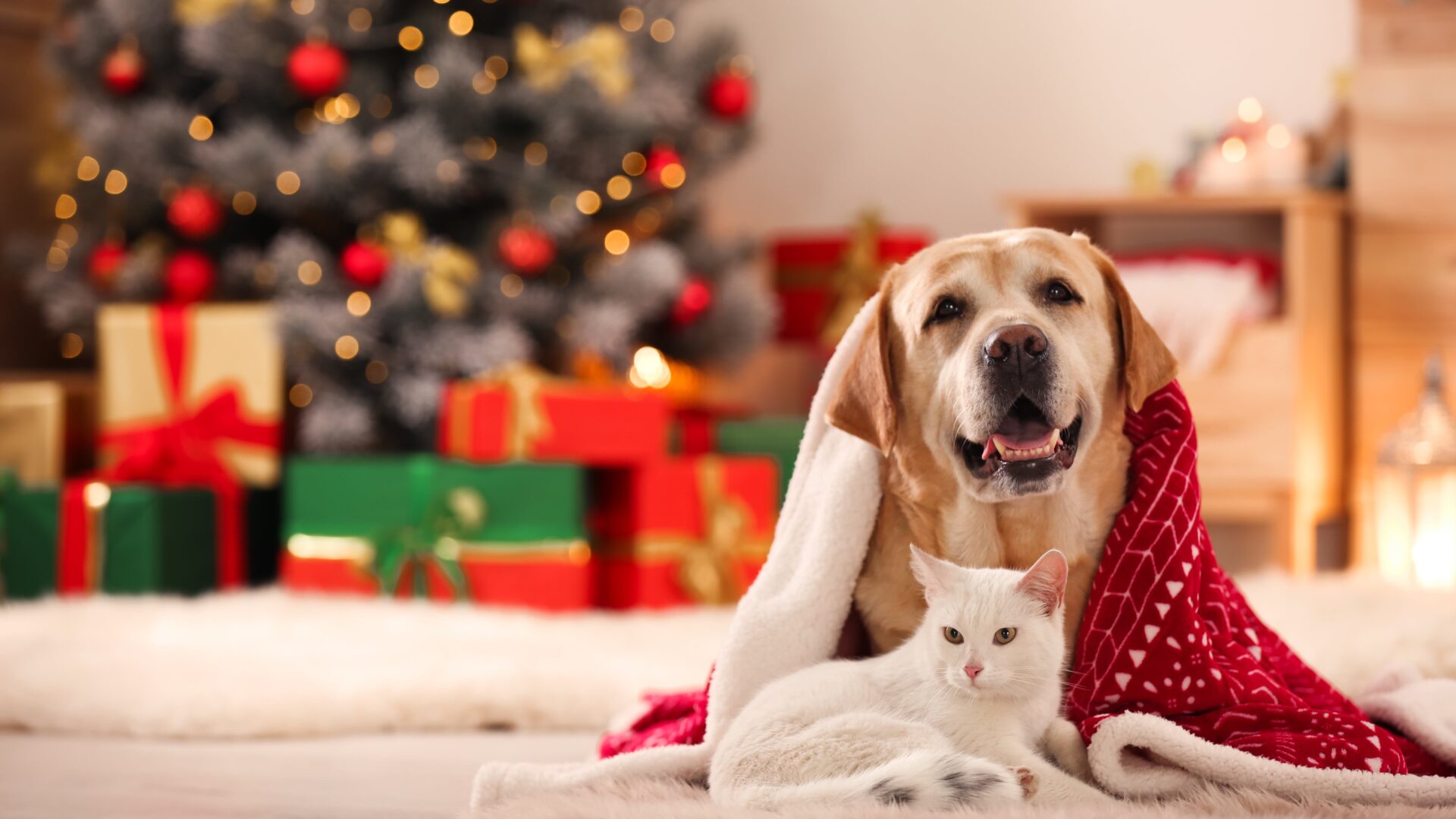 10 ways to Keep Your Cat or Dog Safe at Christmas