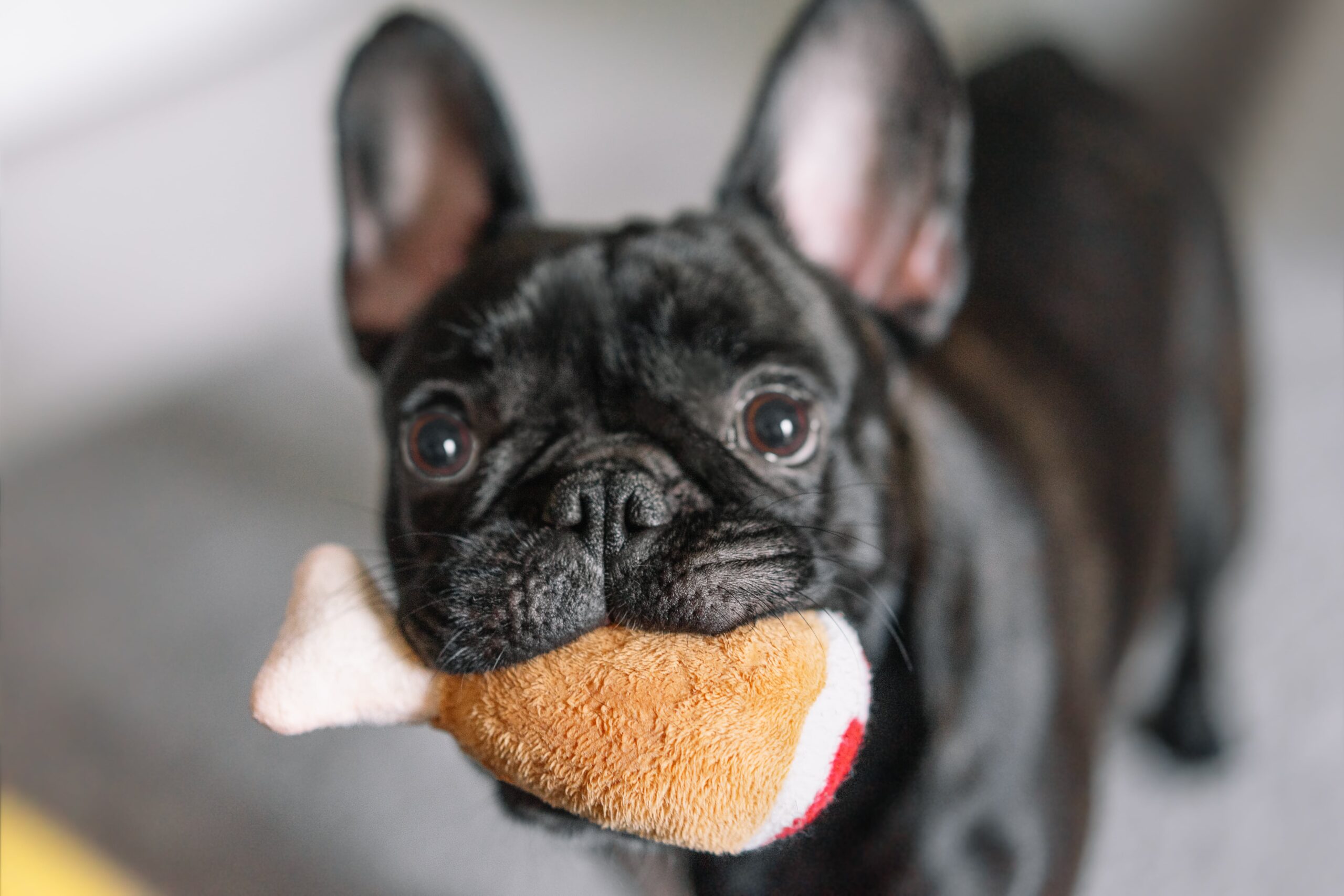 dog chewing on a dog toy