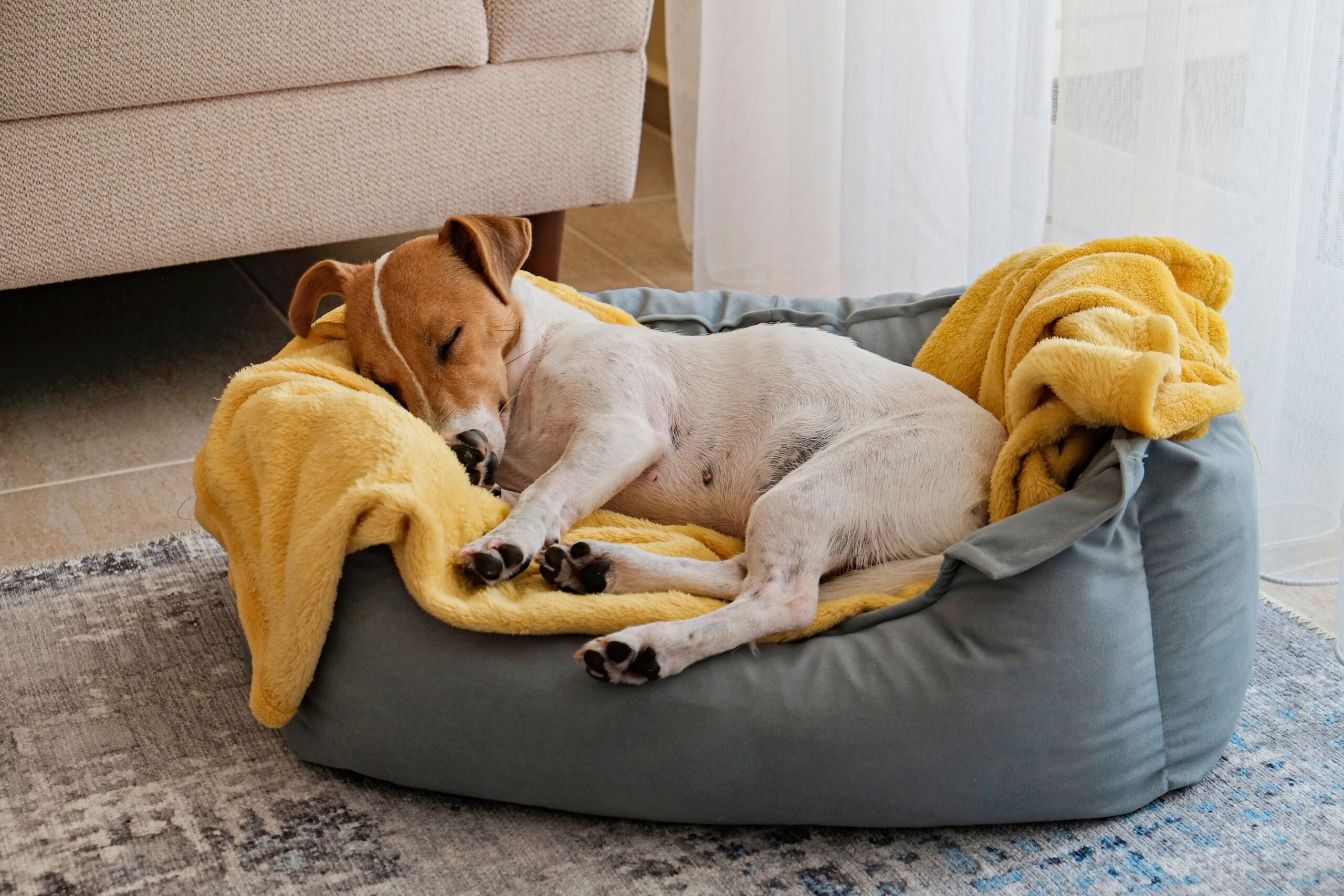 dog snoozing in its dog bed