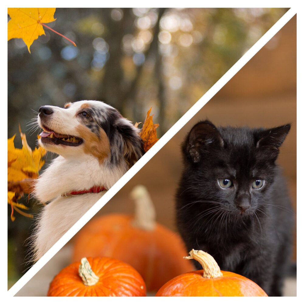 8 Ways to Keep Your Dog or Cat Safe at Halloween Time