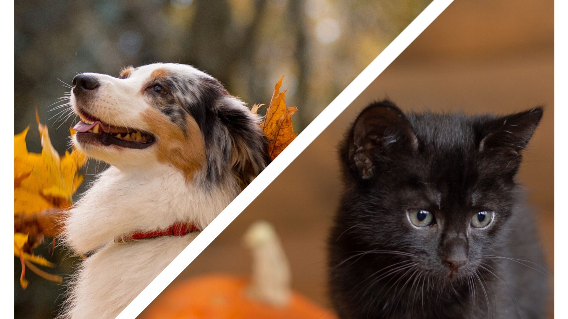 8 Ways to Keep Your Dog or Cat Safe at Halloween Time