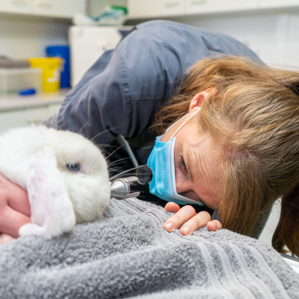 Dental Disease in Rabbits