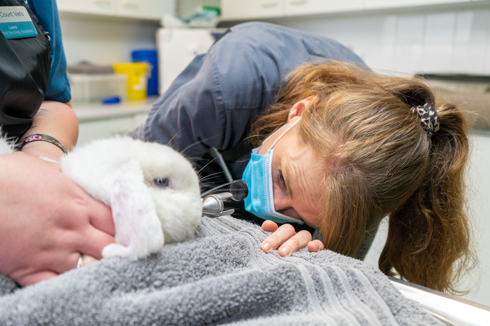 Dental Disease in Rabbits