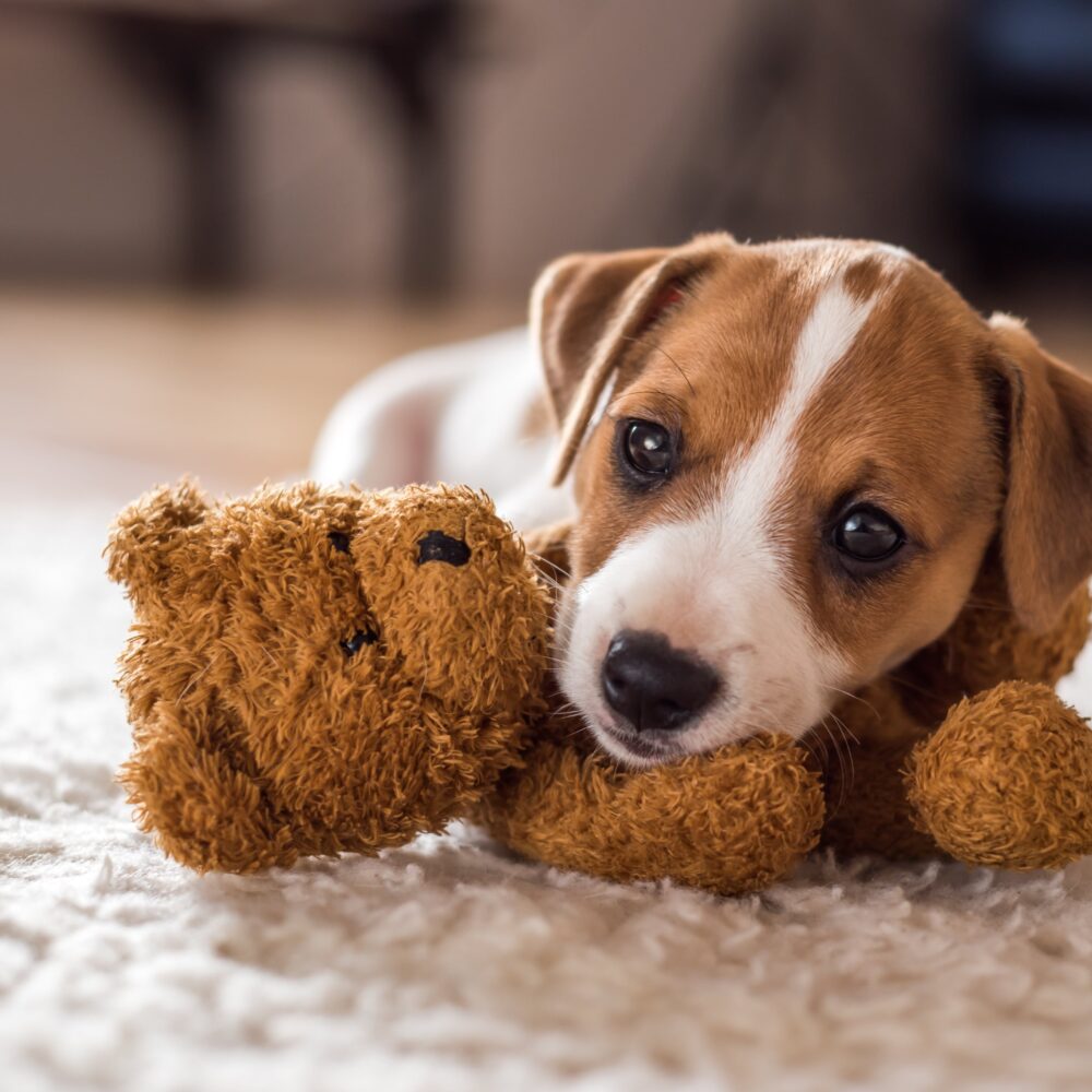 What Things Do You Need to Get for a New Puppy?