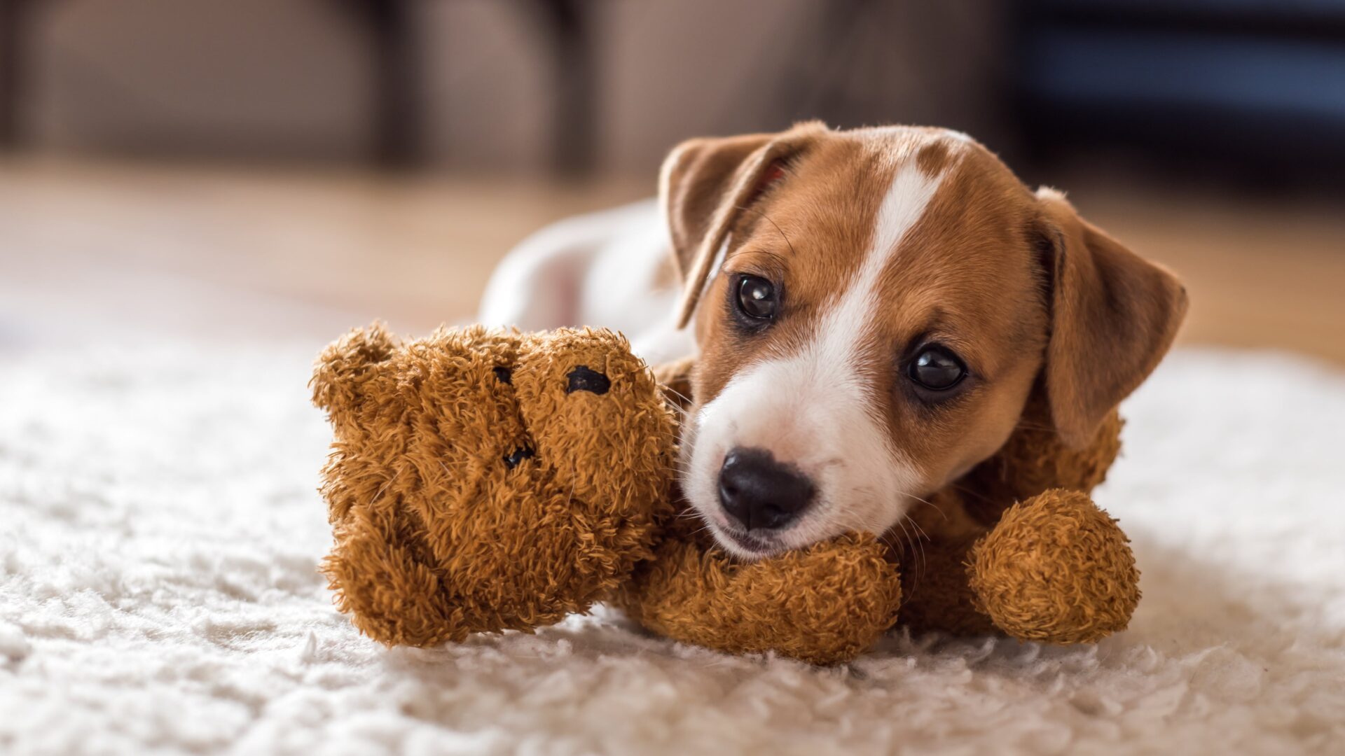 What Things Do You Need to Get for a New Puppy?