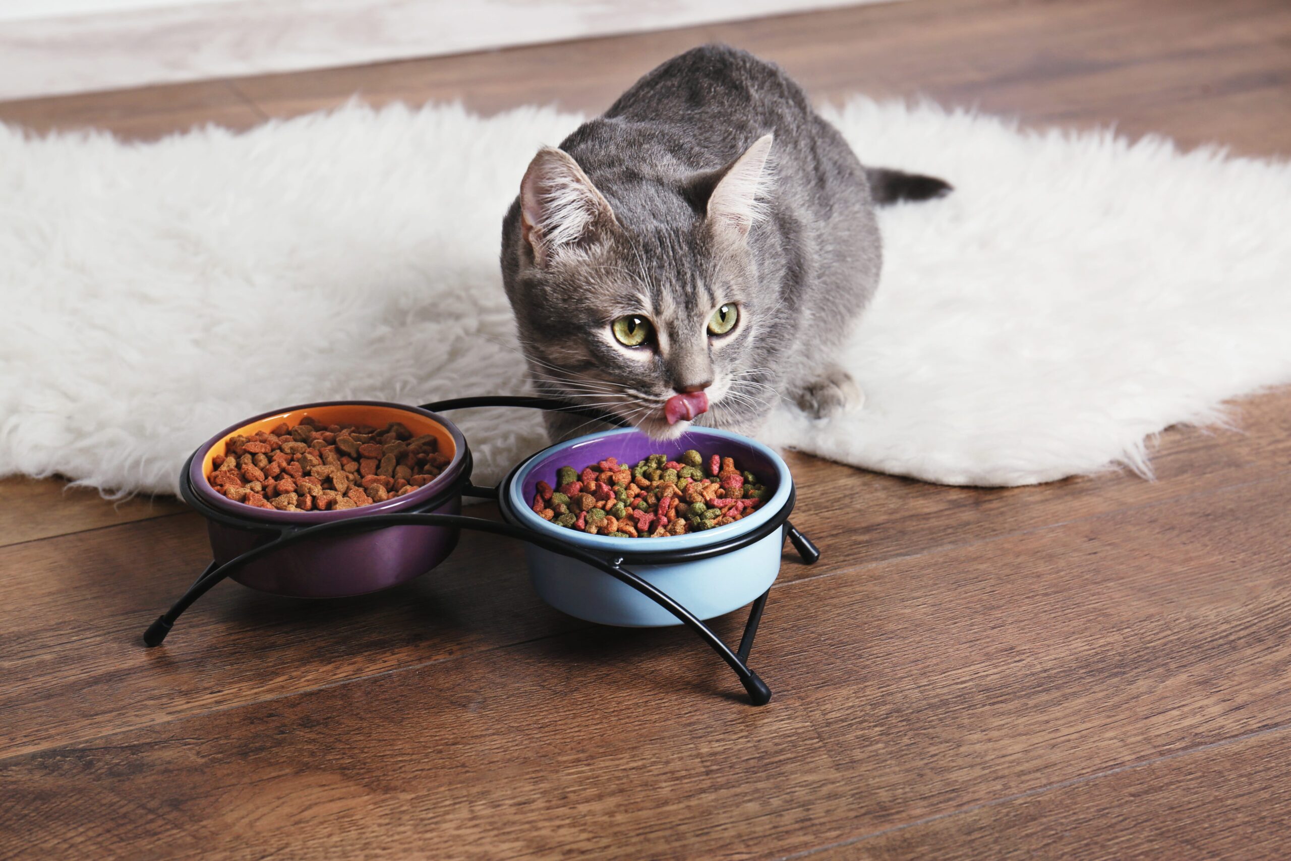 kitten enjoying a meal of dry cat food