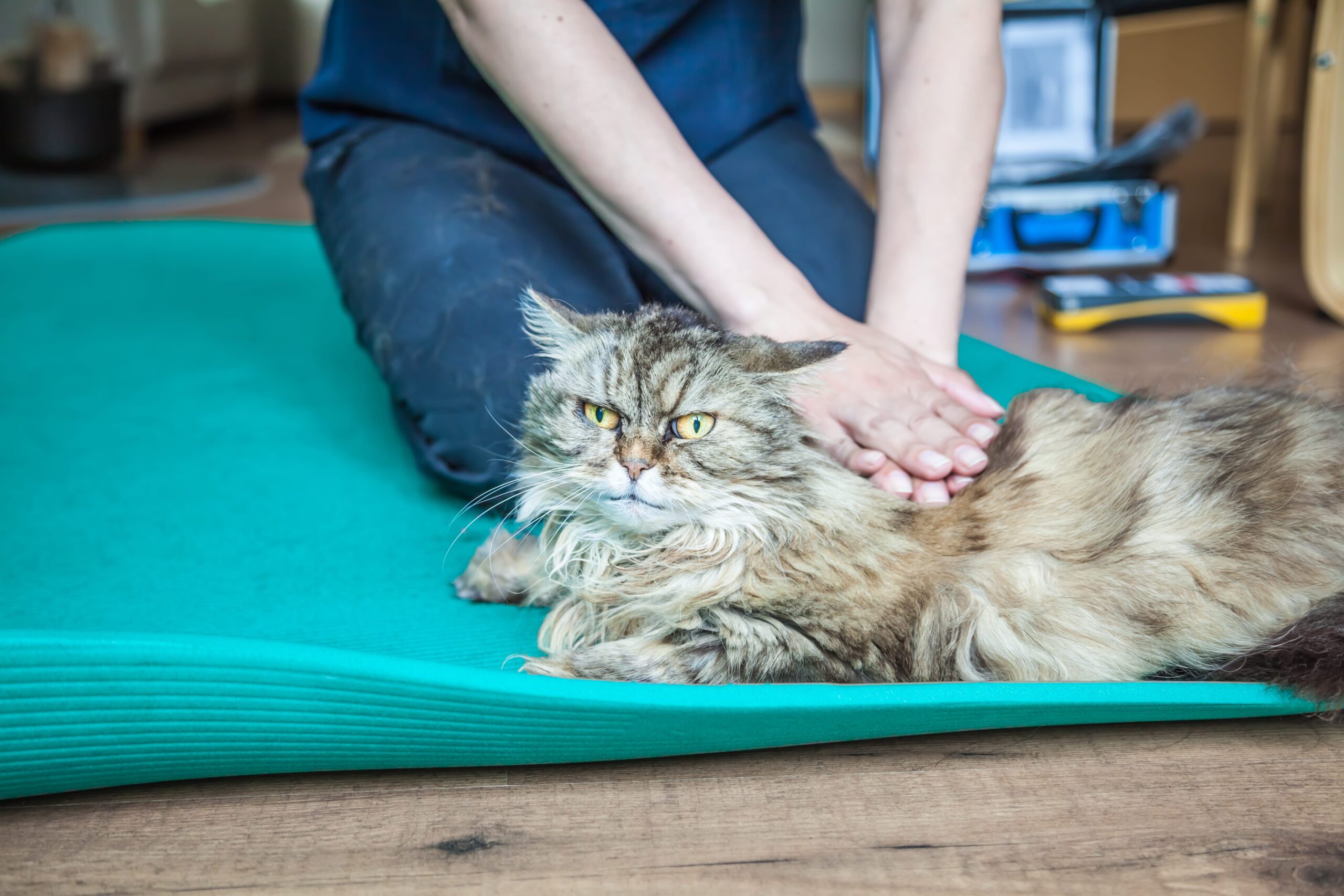 Mature adult cat being examined by vet nurse