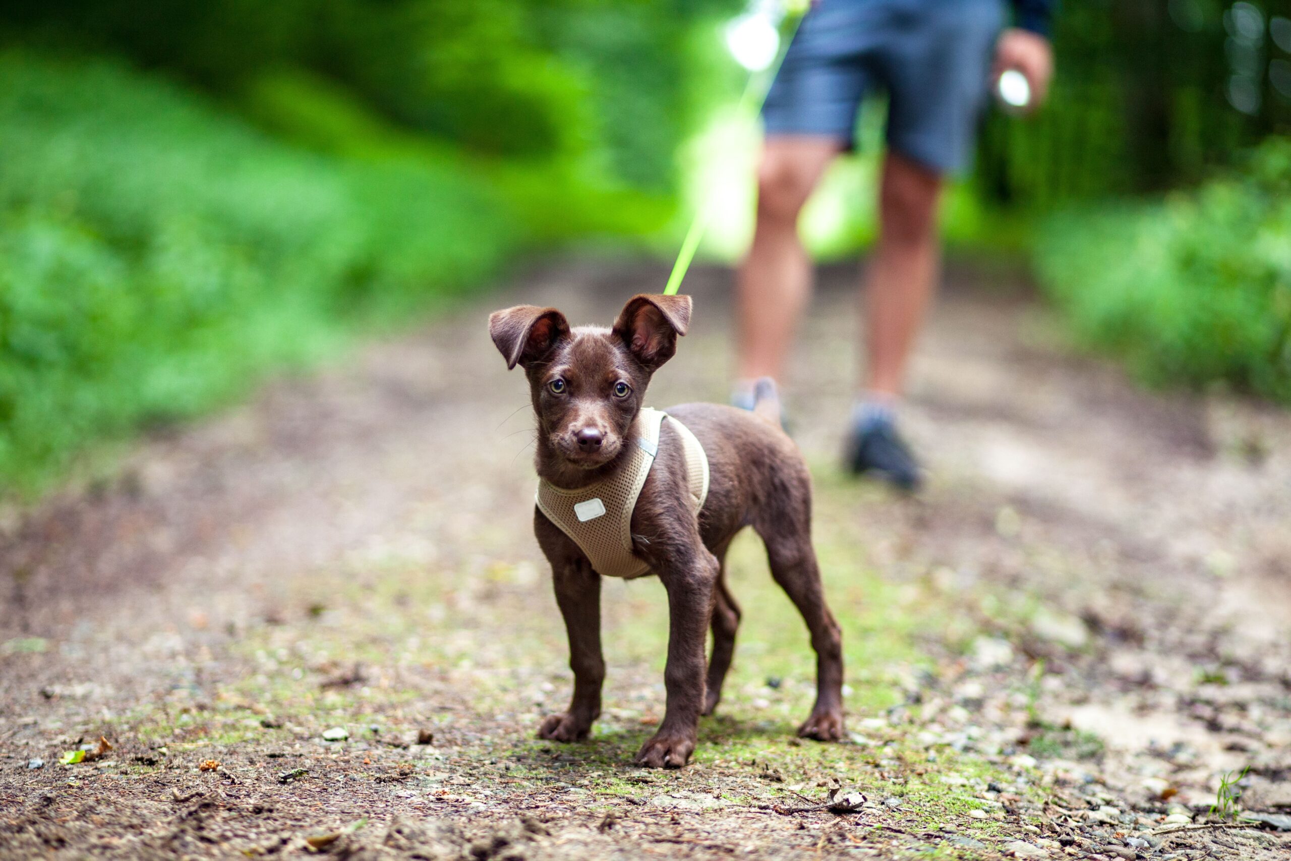 Small dog wearing a harness and kept on a lead while walking with its owners in the woods