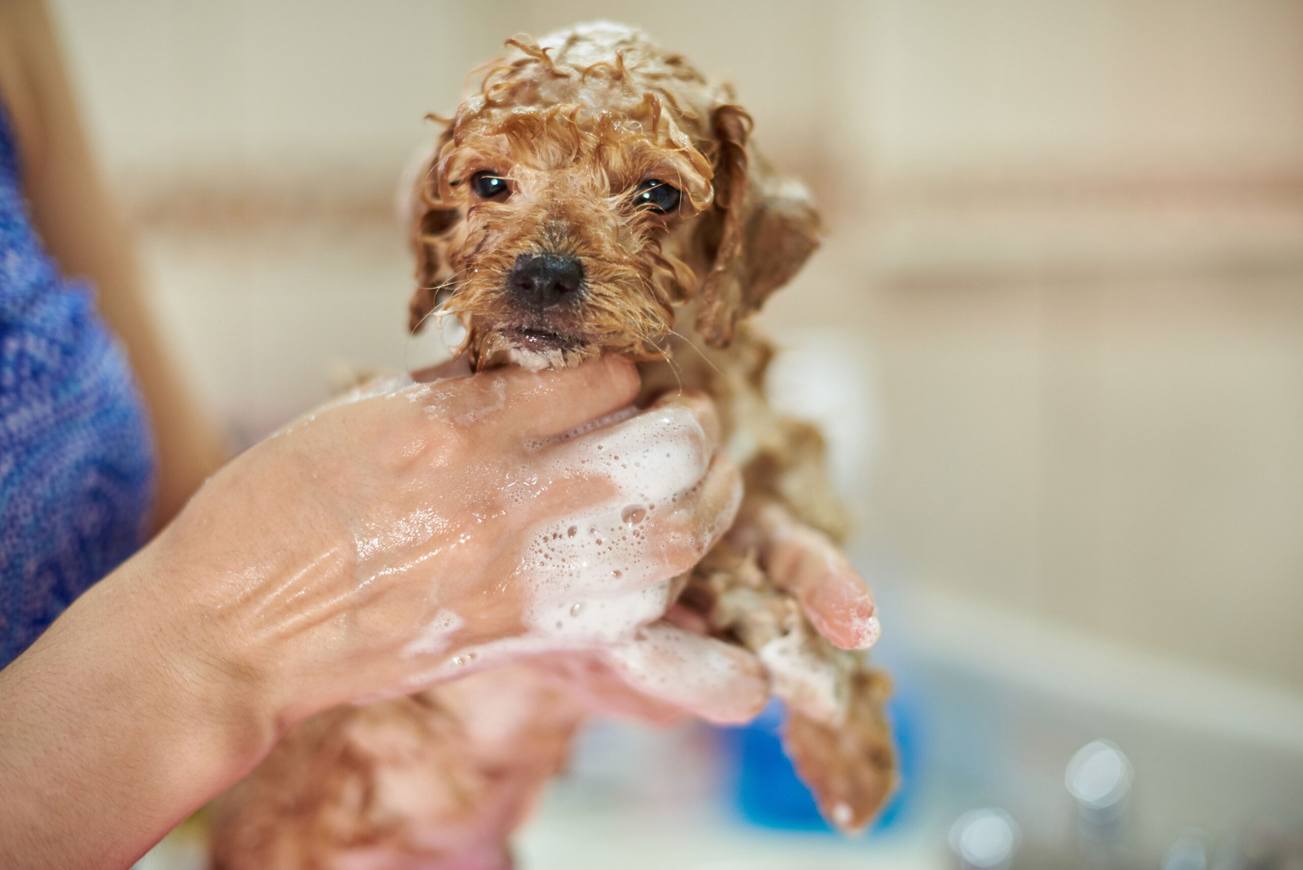 small dog getting groomed at home