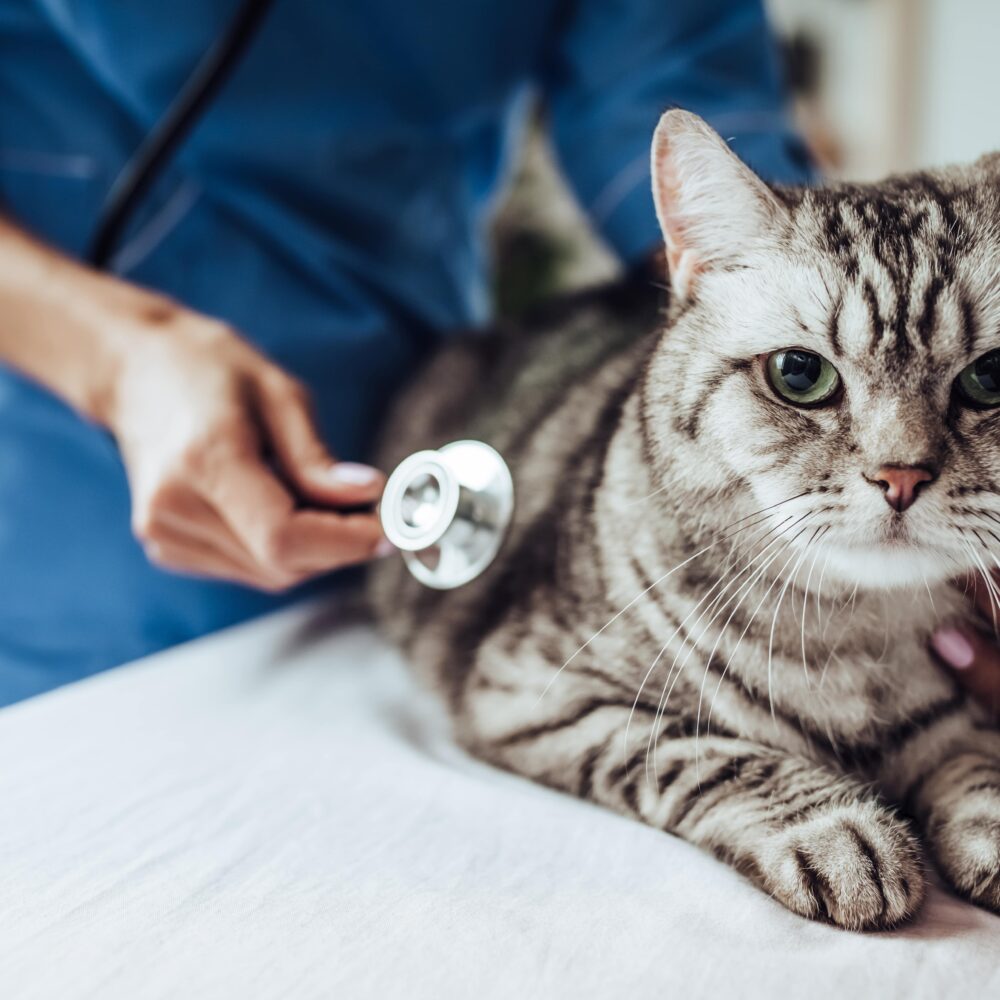 Should I Get Pet Insurance For My Cat?