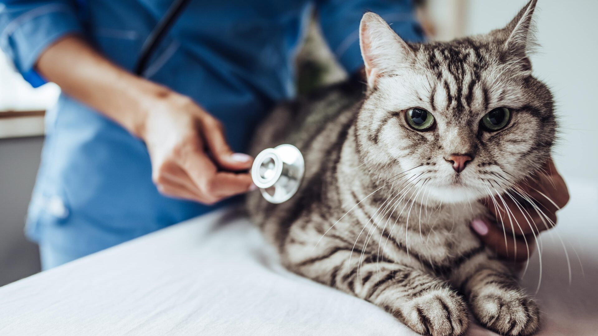 Should I Get Pet Insurance For My Cat?