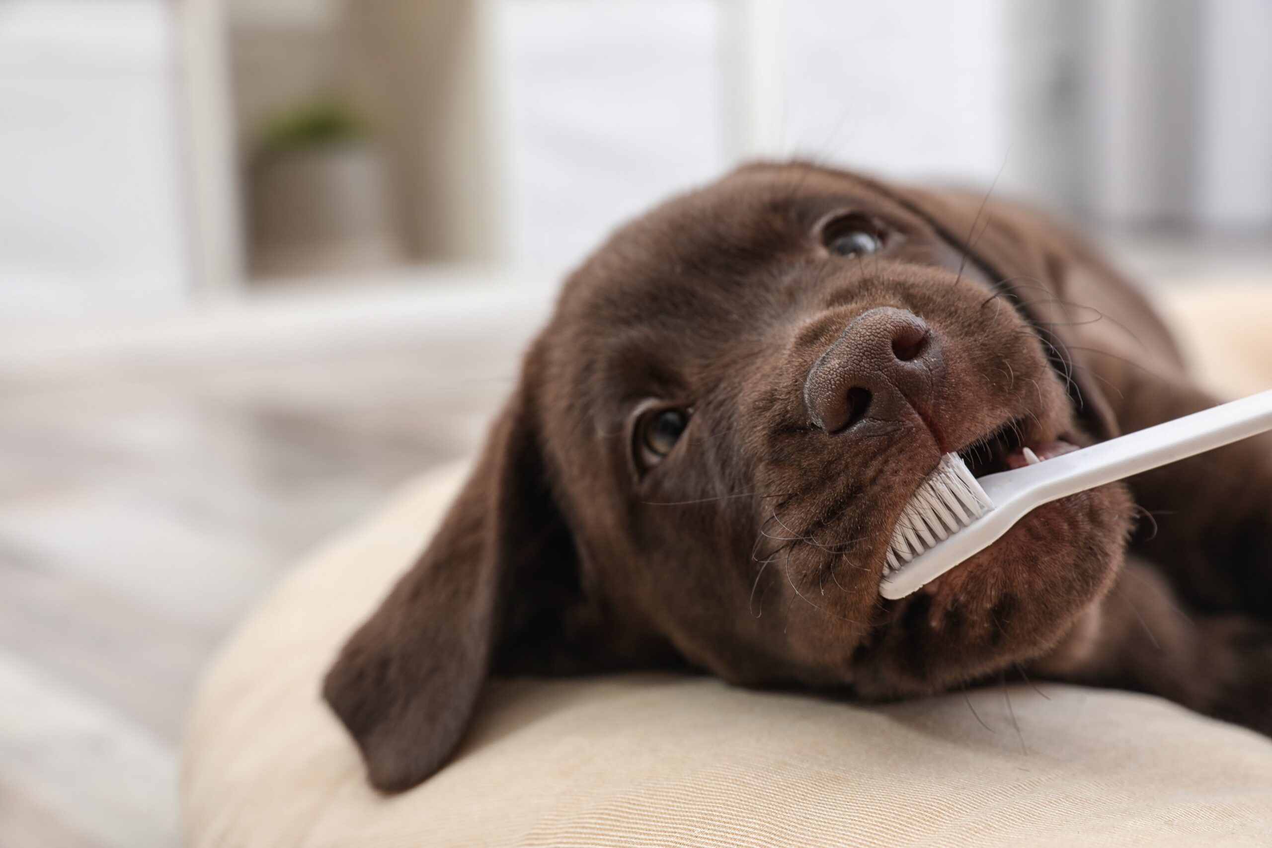 puppy dog getting its teeth cleaned with a toothbrush at home by its owners