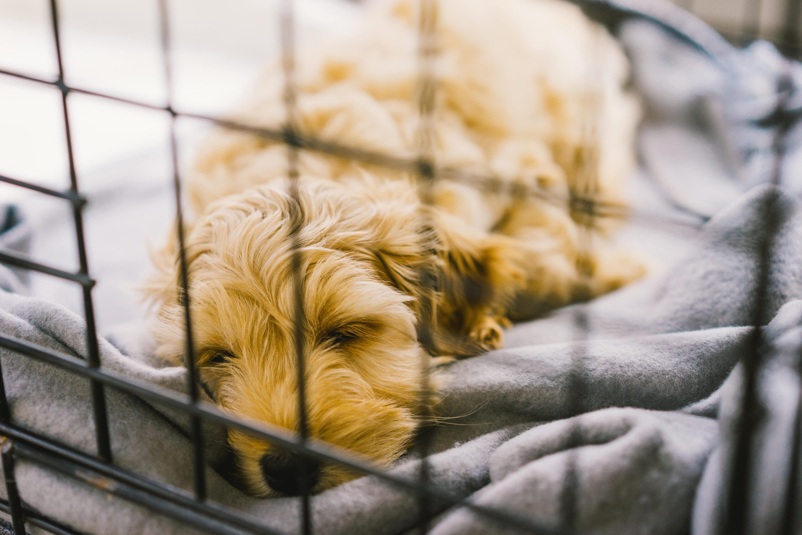 a puppy dog sleeping peacefully in its crate