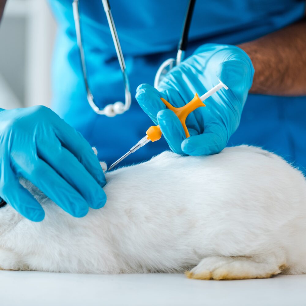 Microchipping Guide: Why Should I Microchip My Rabbit