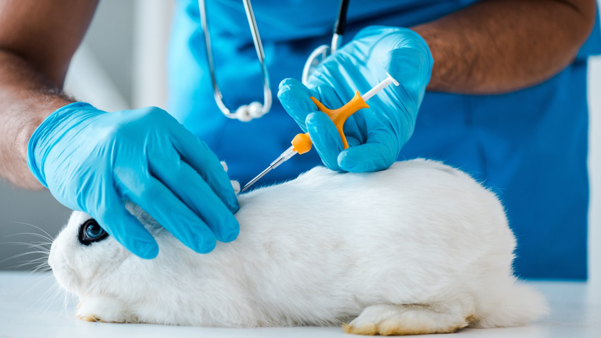 Microchipping Guide: Why Should I Microchip My Rabbit