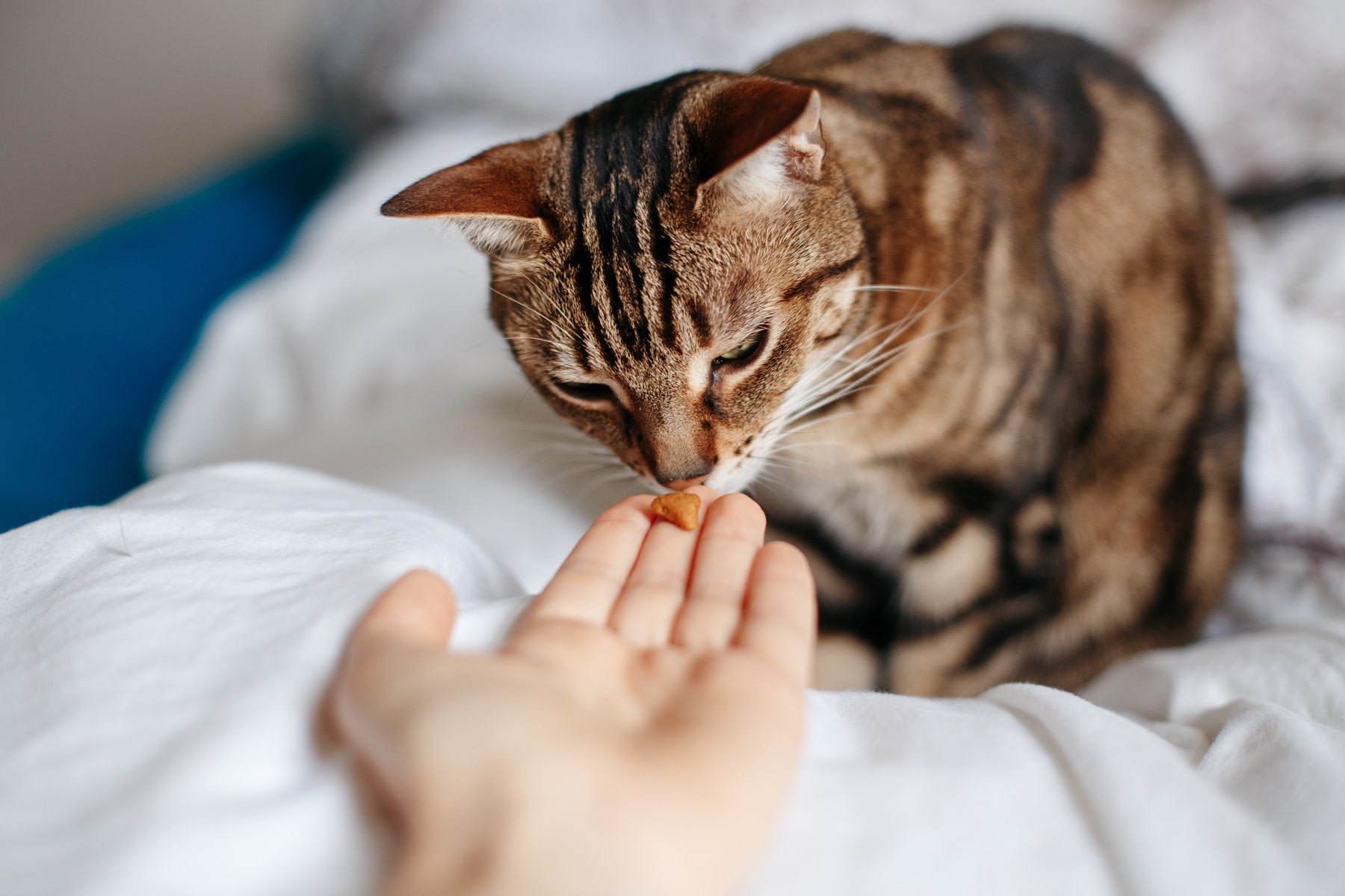 kitten eating a sensible amount of treats from an owners palm